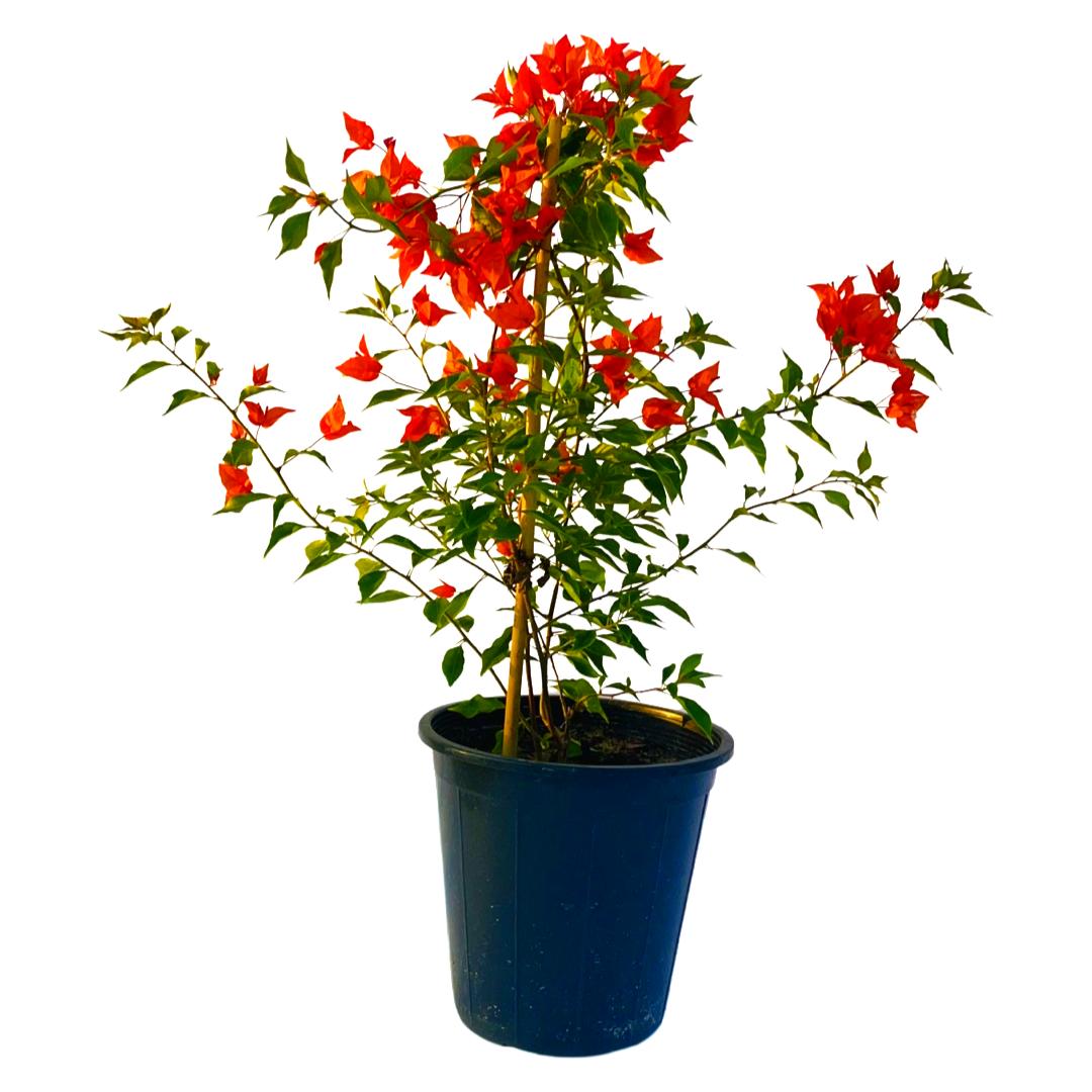 مجنونه متسلقة