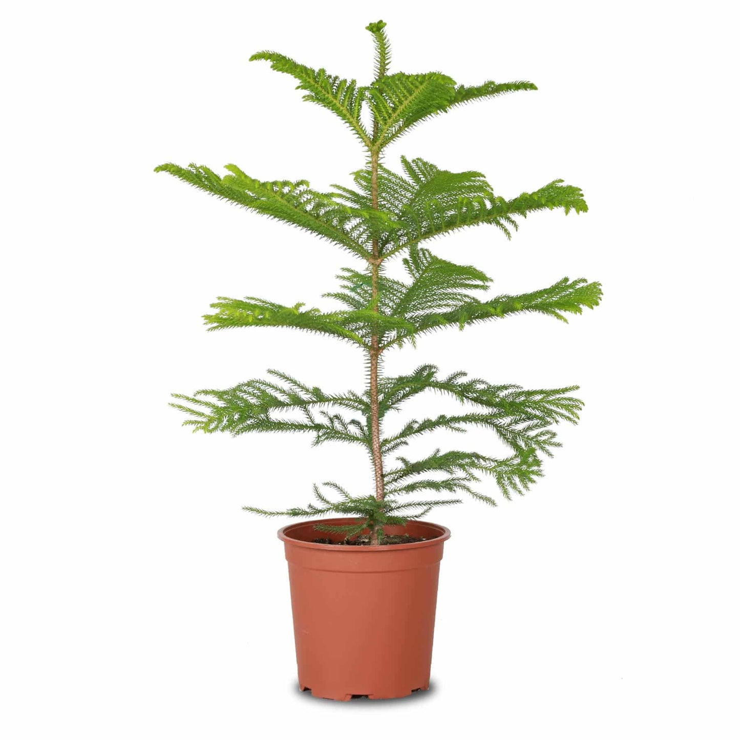 نبات الكرسمس