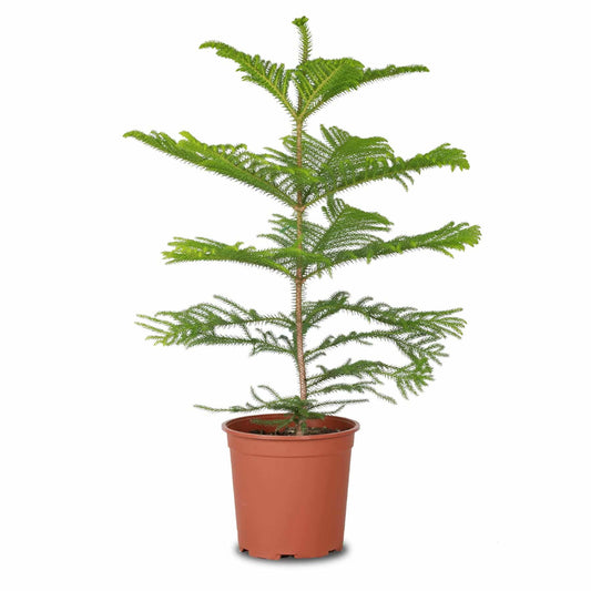 نبات الكرسمس