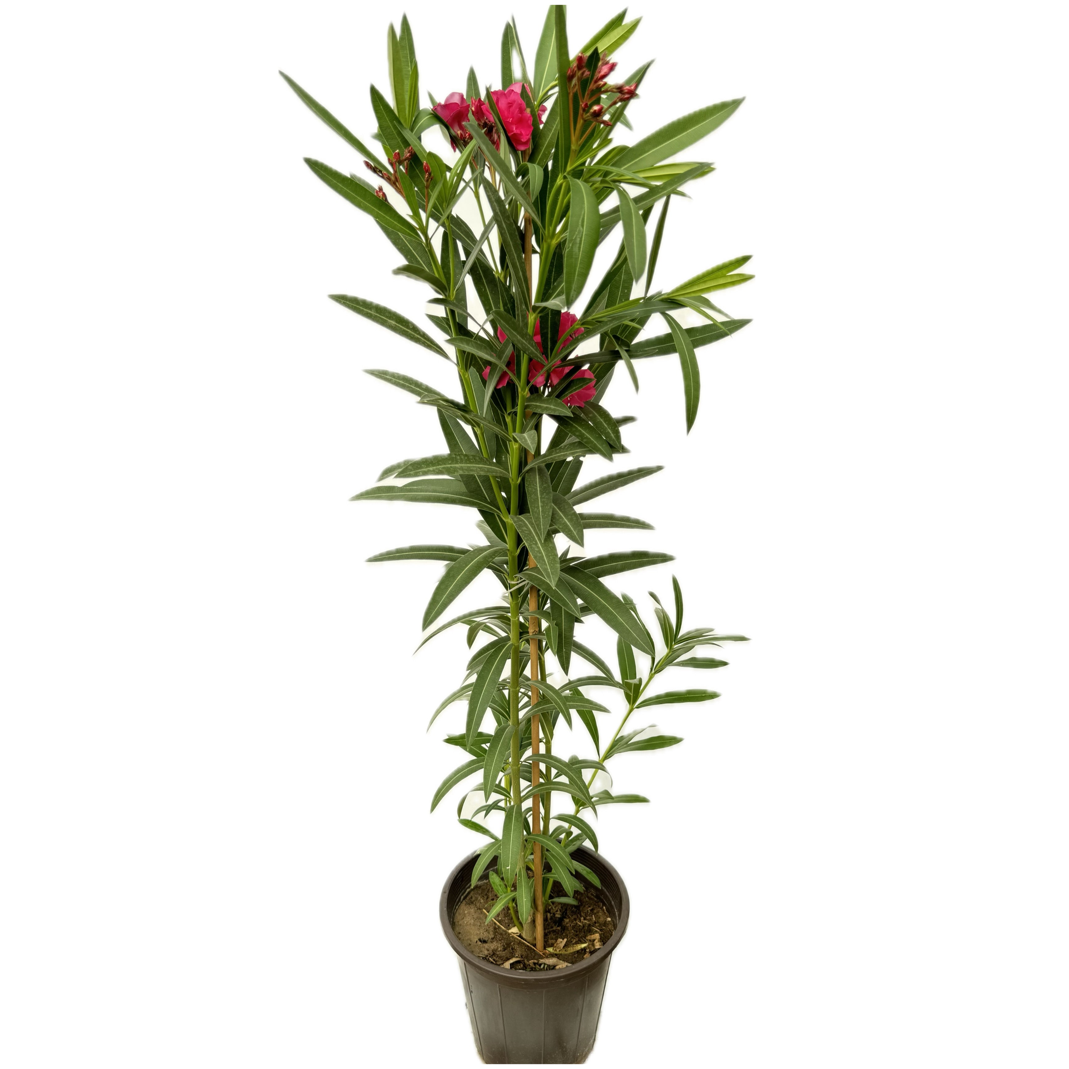 دفلة ورد احمر