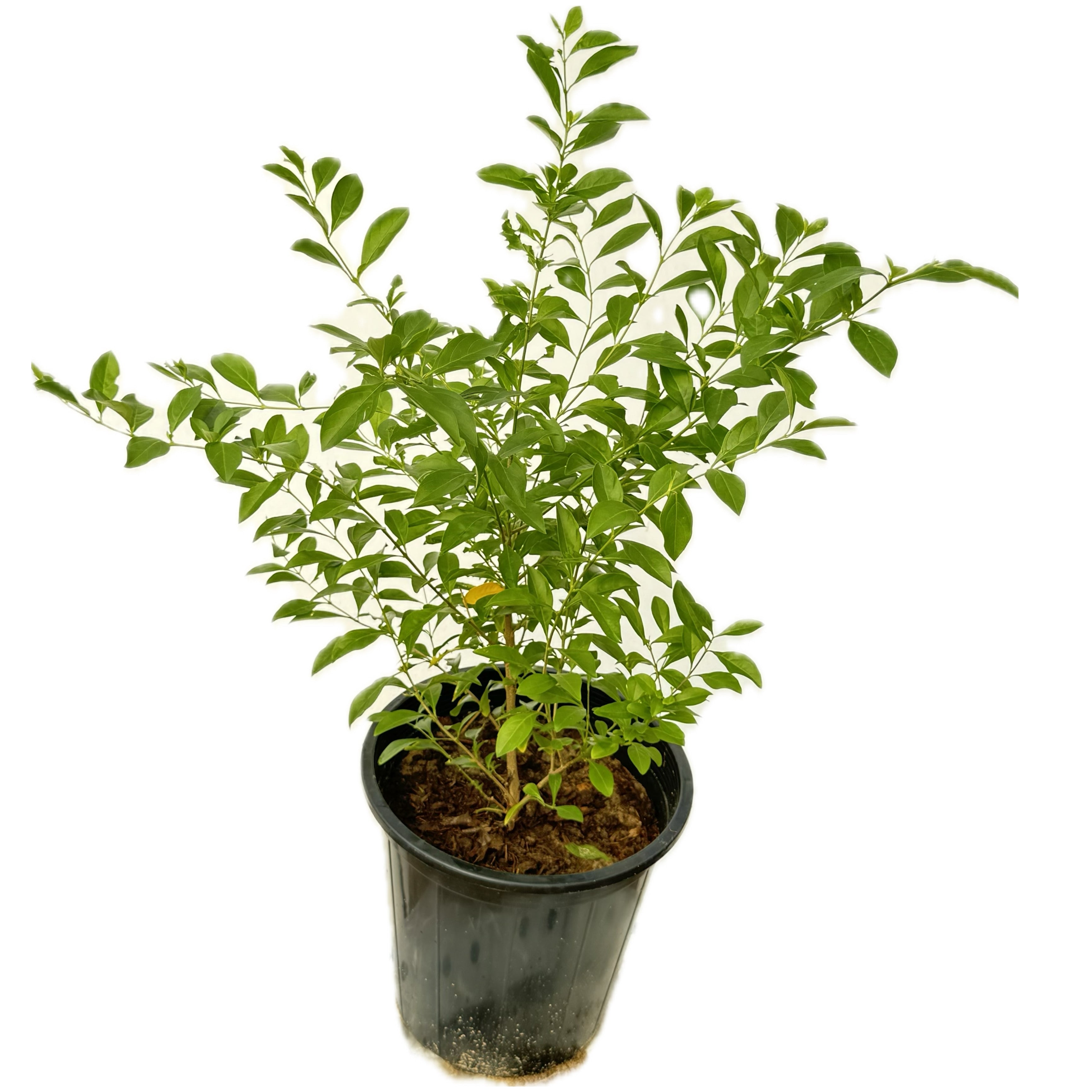 دورنتا خضراء