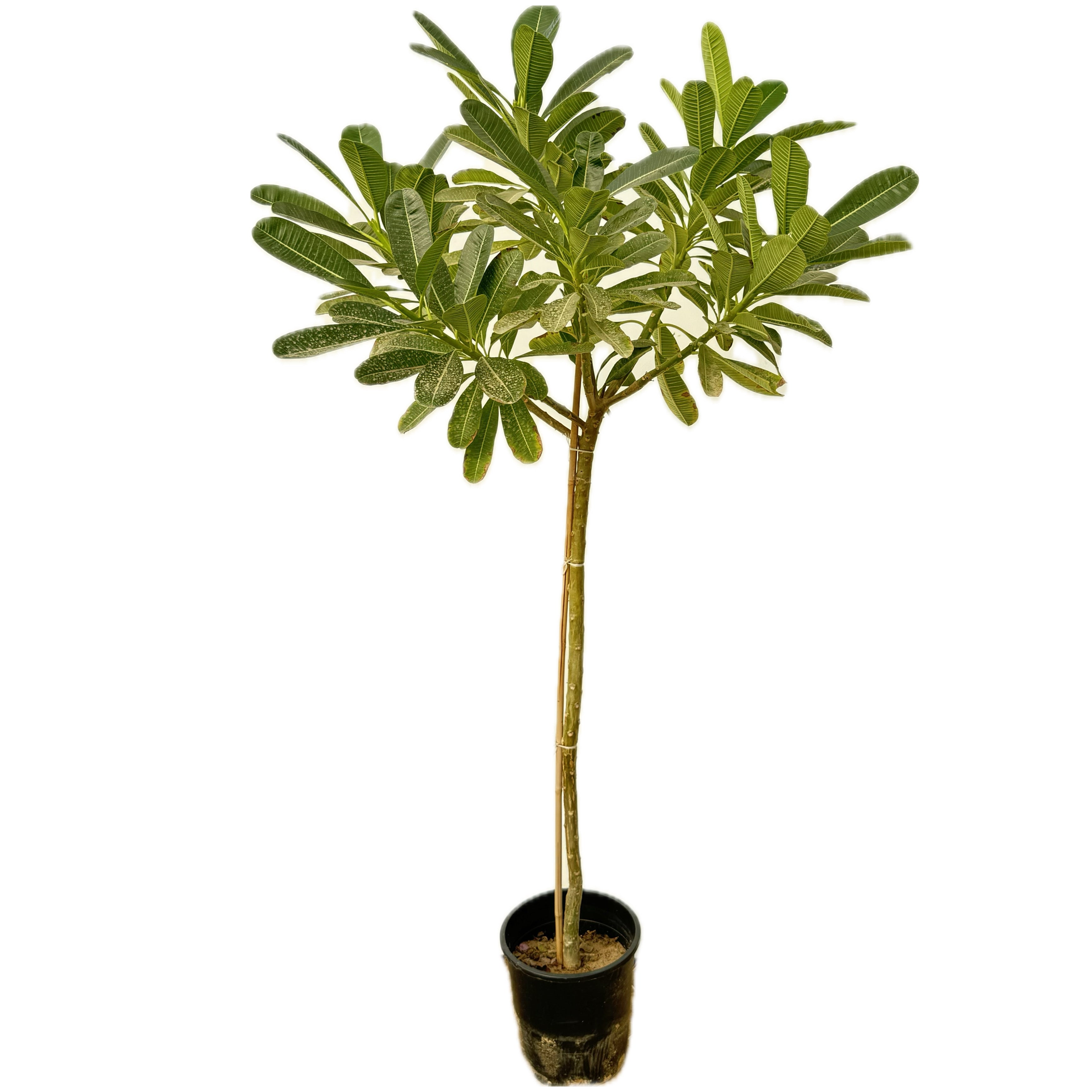 فتنة هندية 2متر