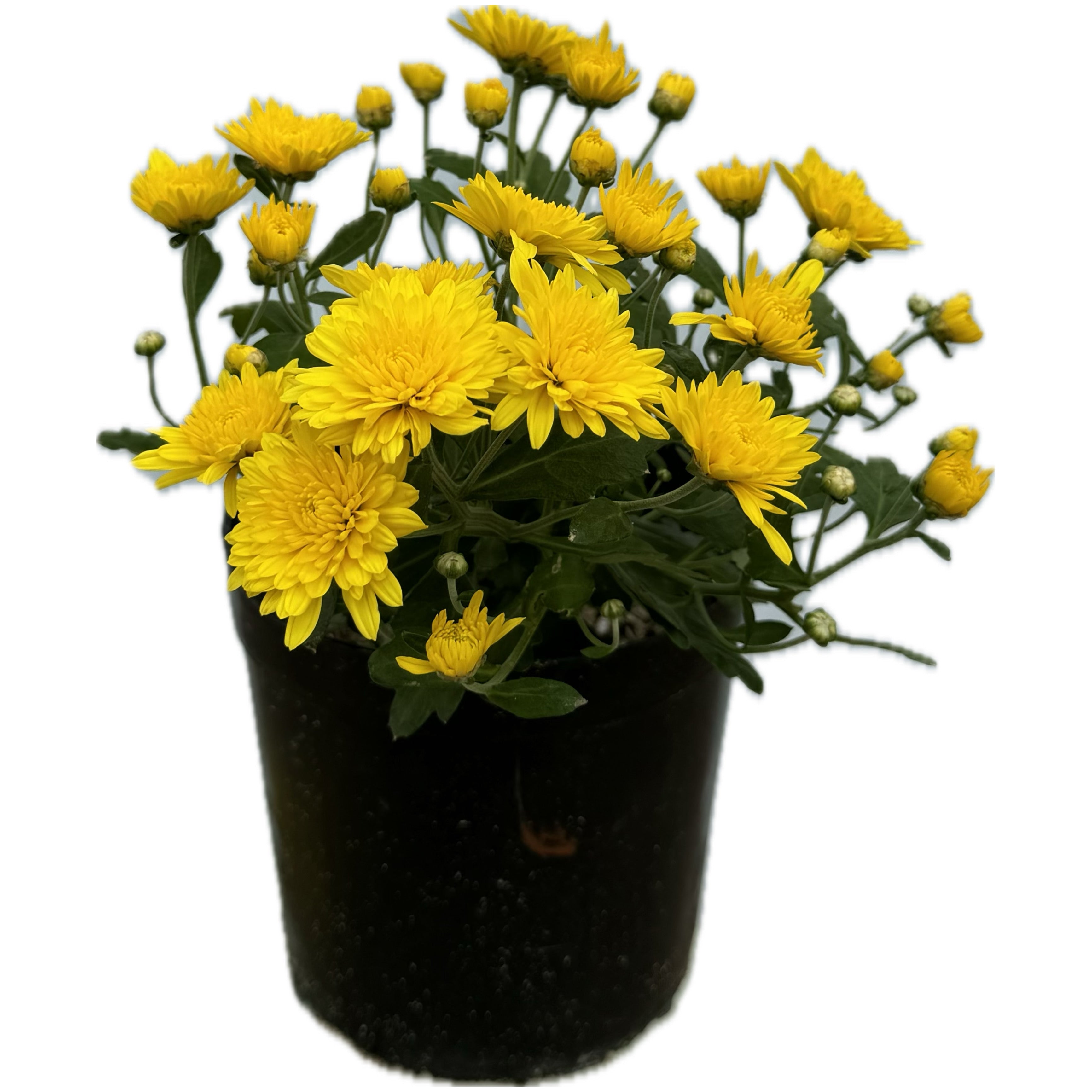 زهور كرزنتوم