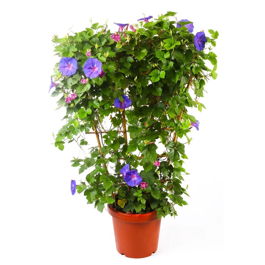 ايبوميا شبك