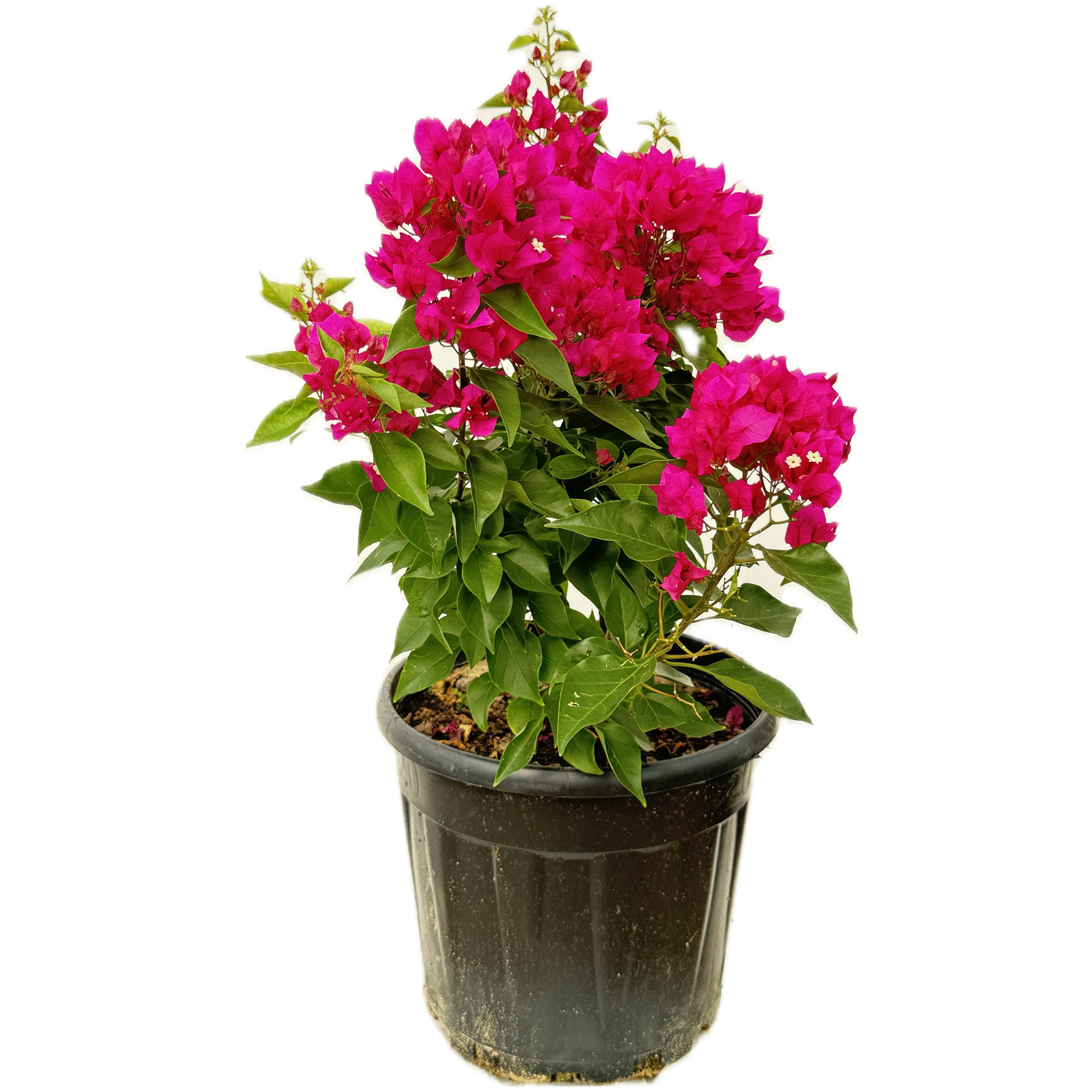 مجنونة بنفسجي مكبس