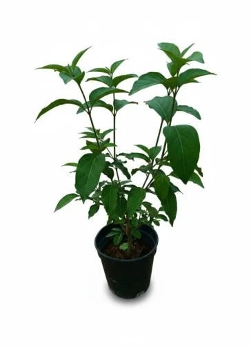 ياسمين استرالي