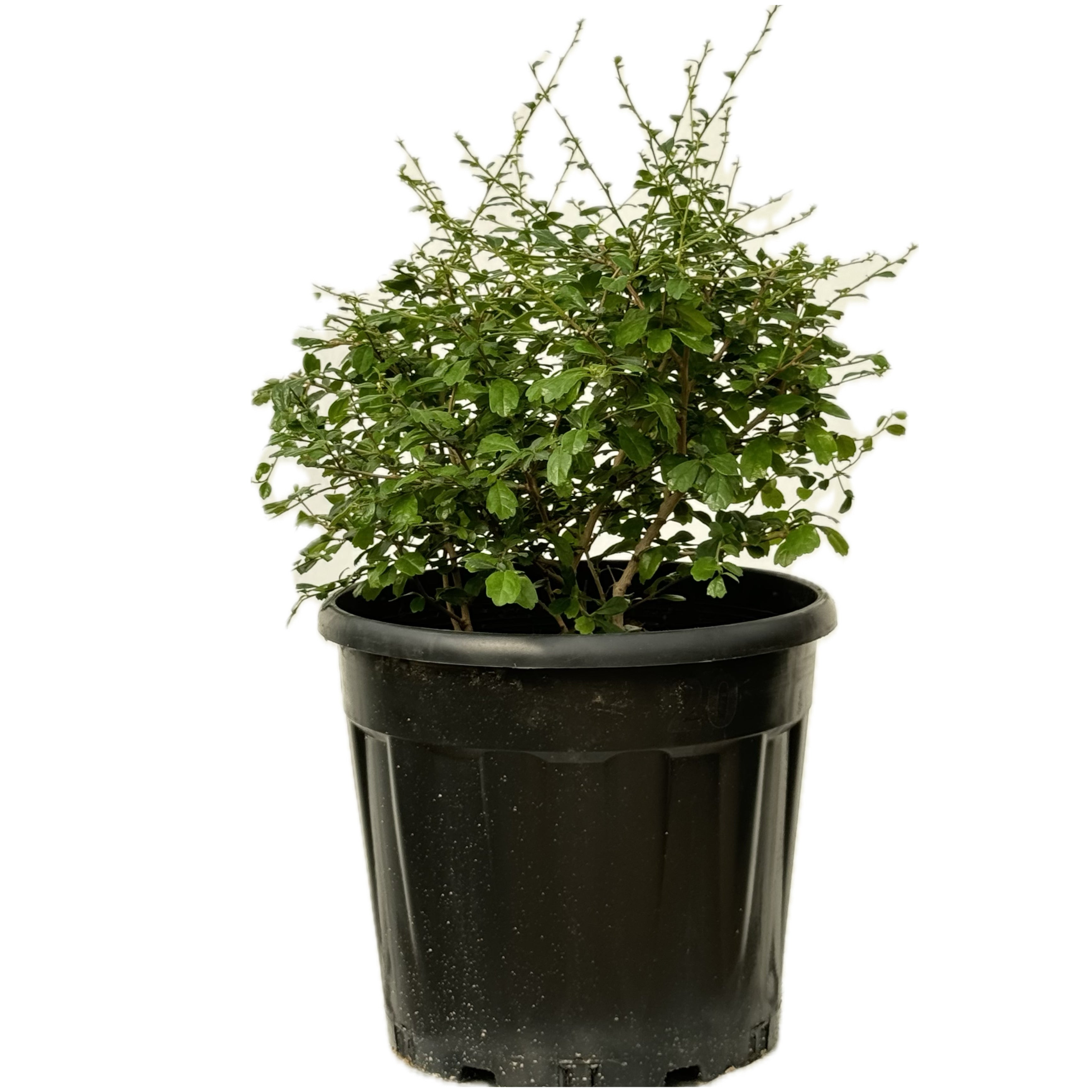 كرمونا مدور