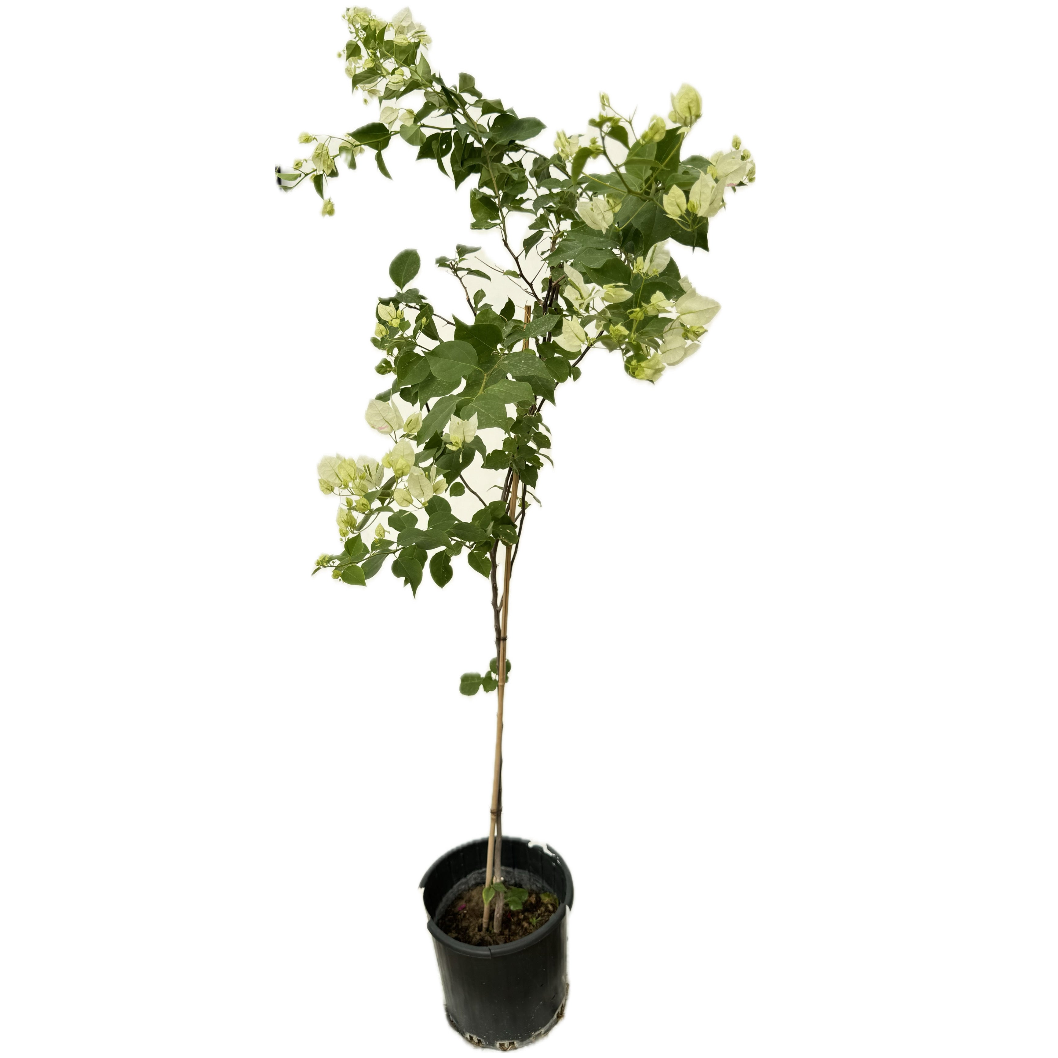 مجنونة بيضاء