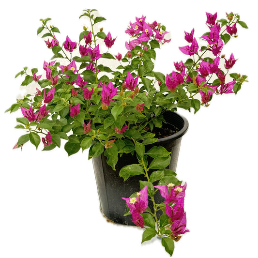 مجنونة مدور