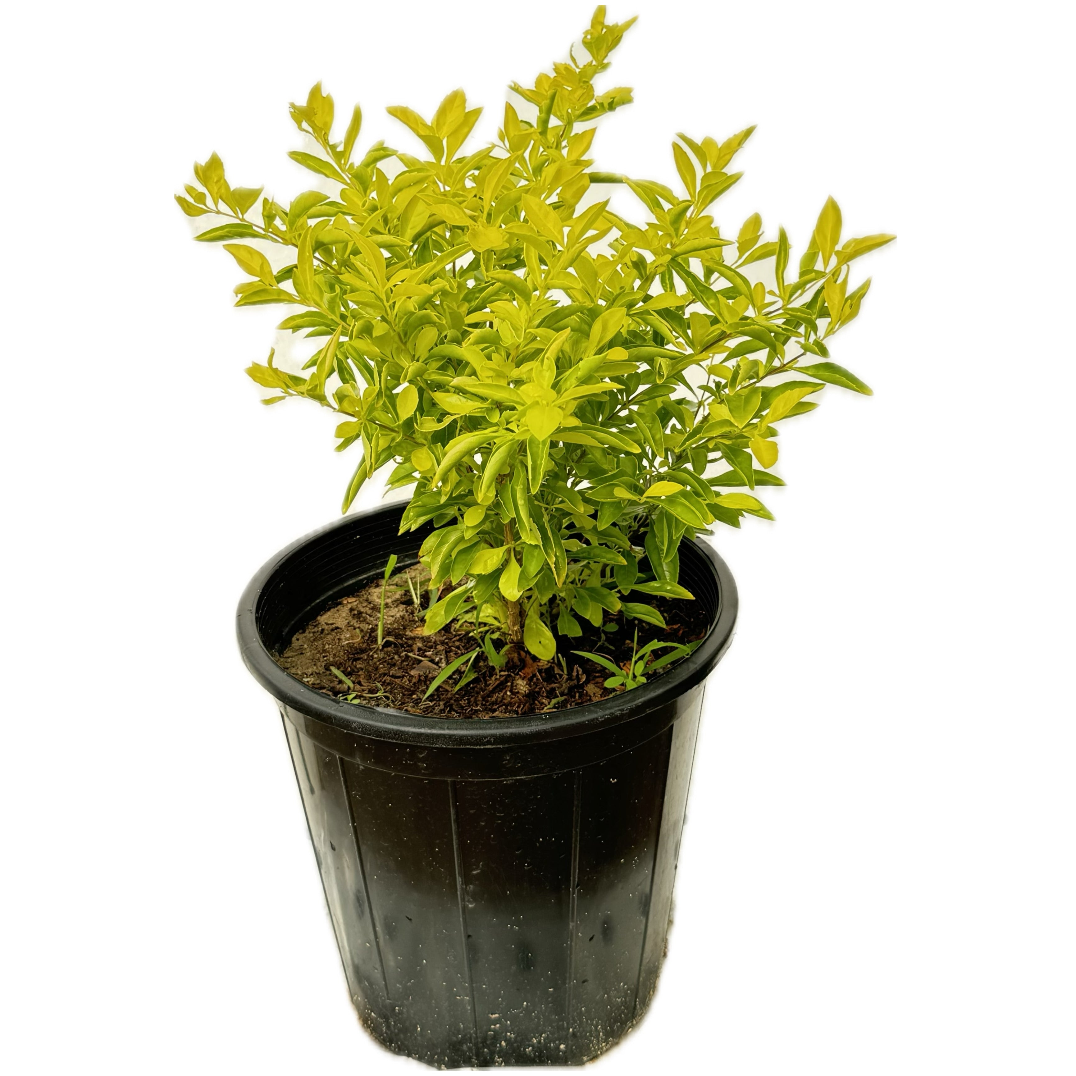 دورنتا صفراء