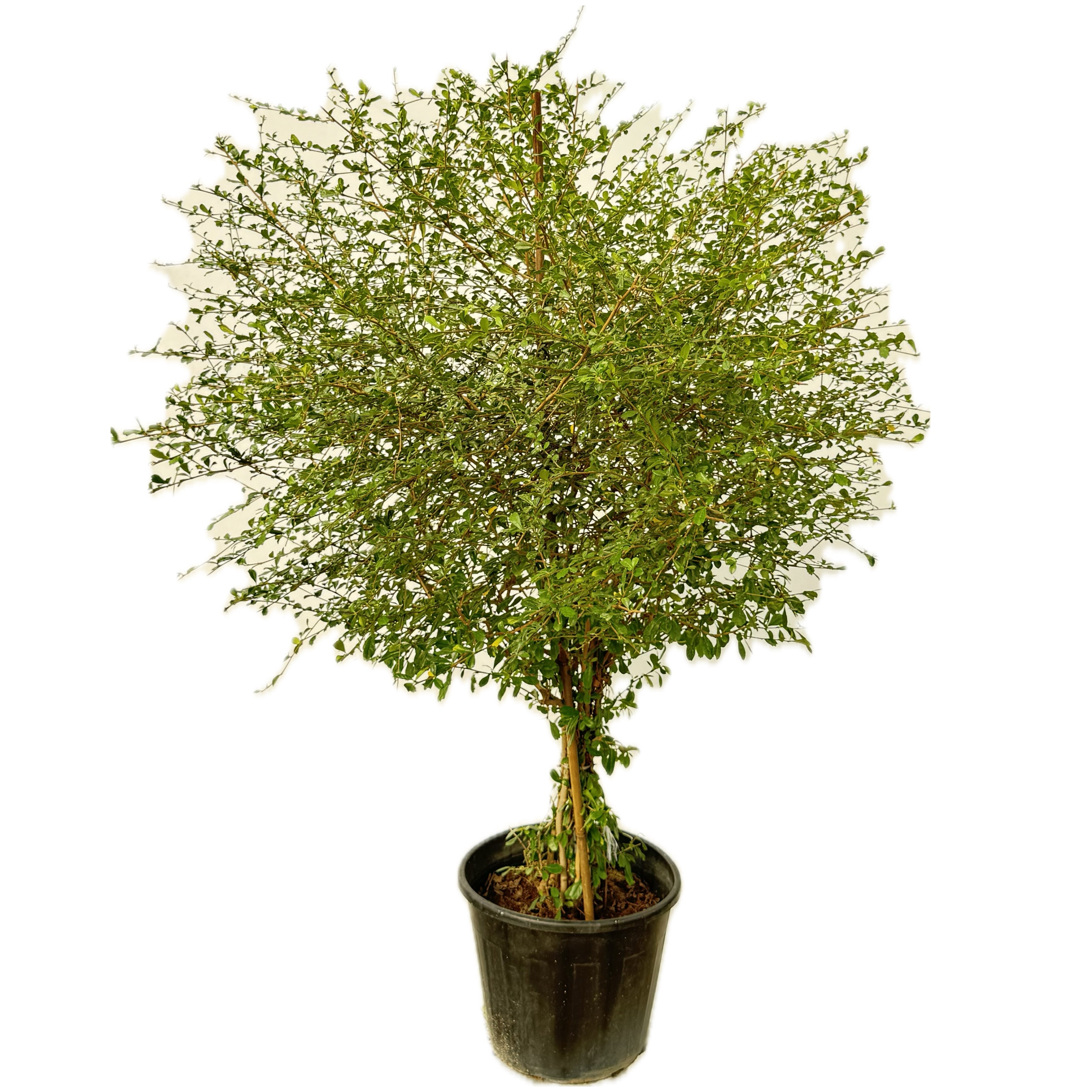 كرمونا مدور كبير