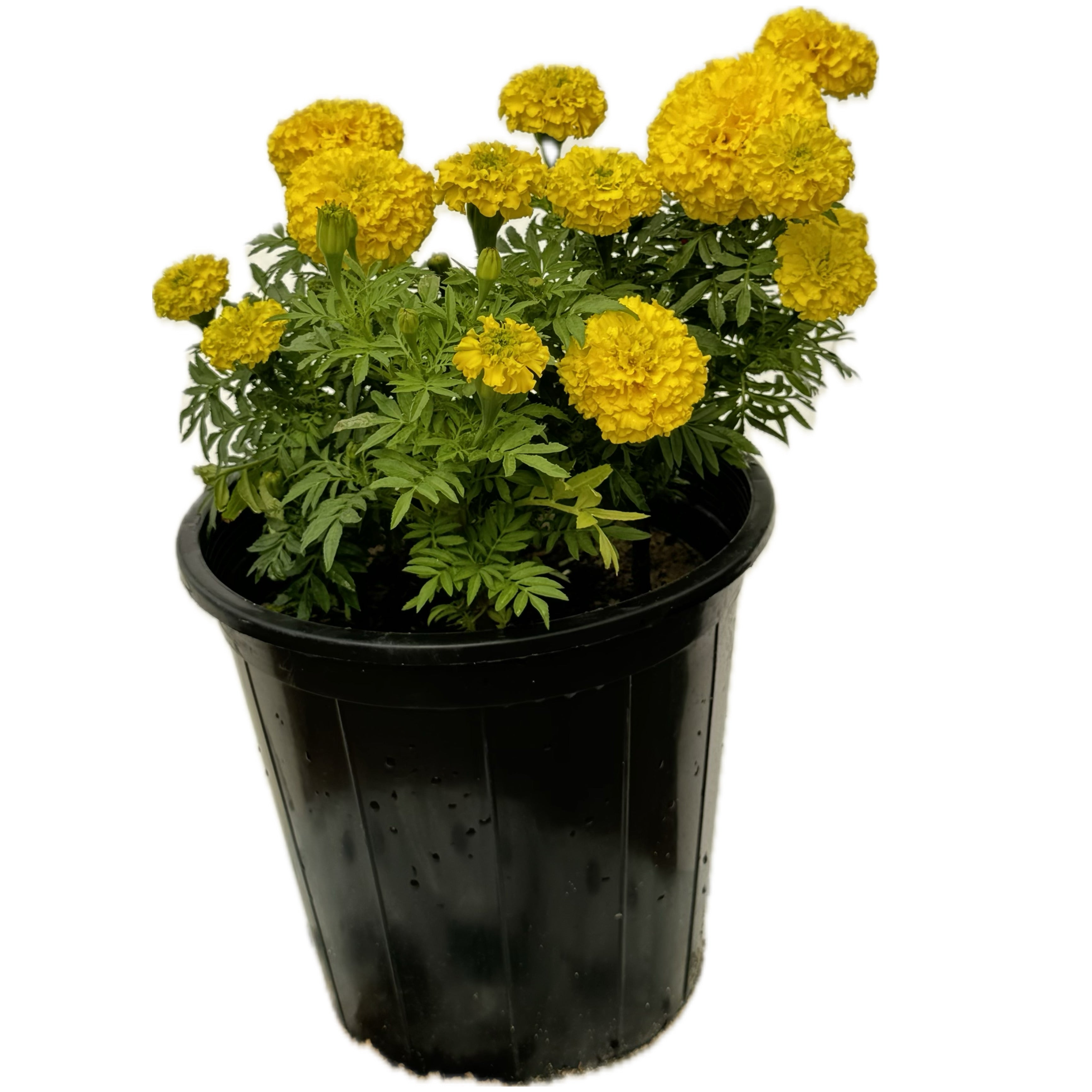 ورد ماري قولد اصفر