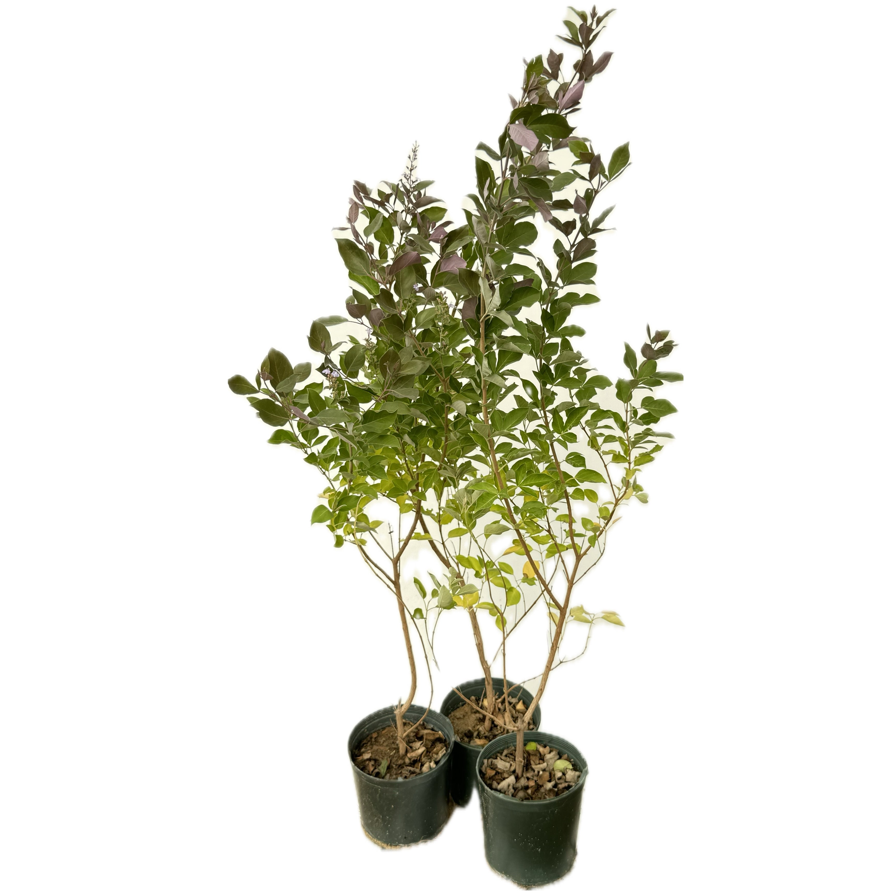 كف مريم ثلاثي بنفسجي