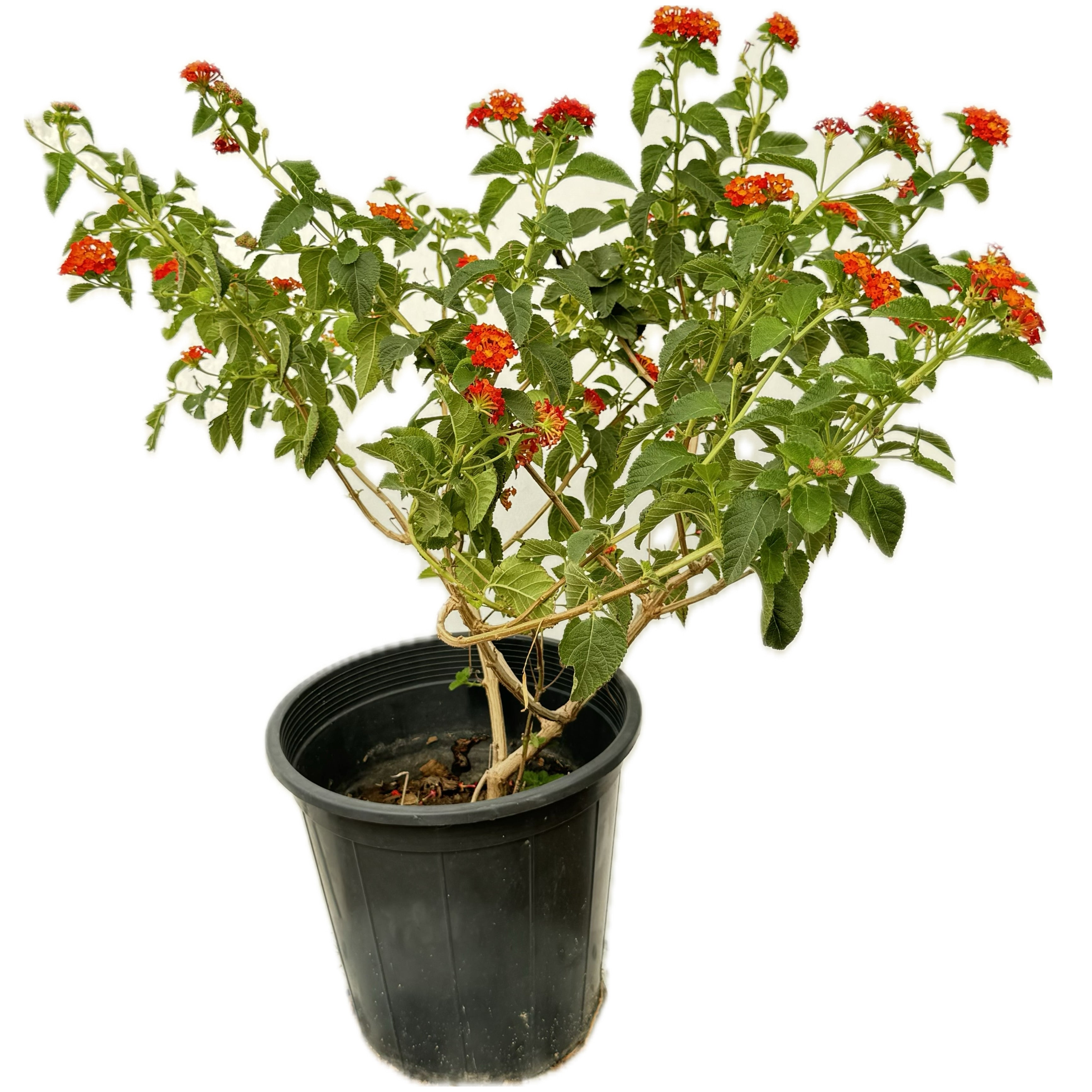 لانتانا احمر