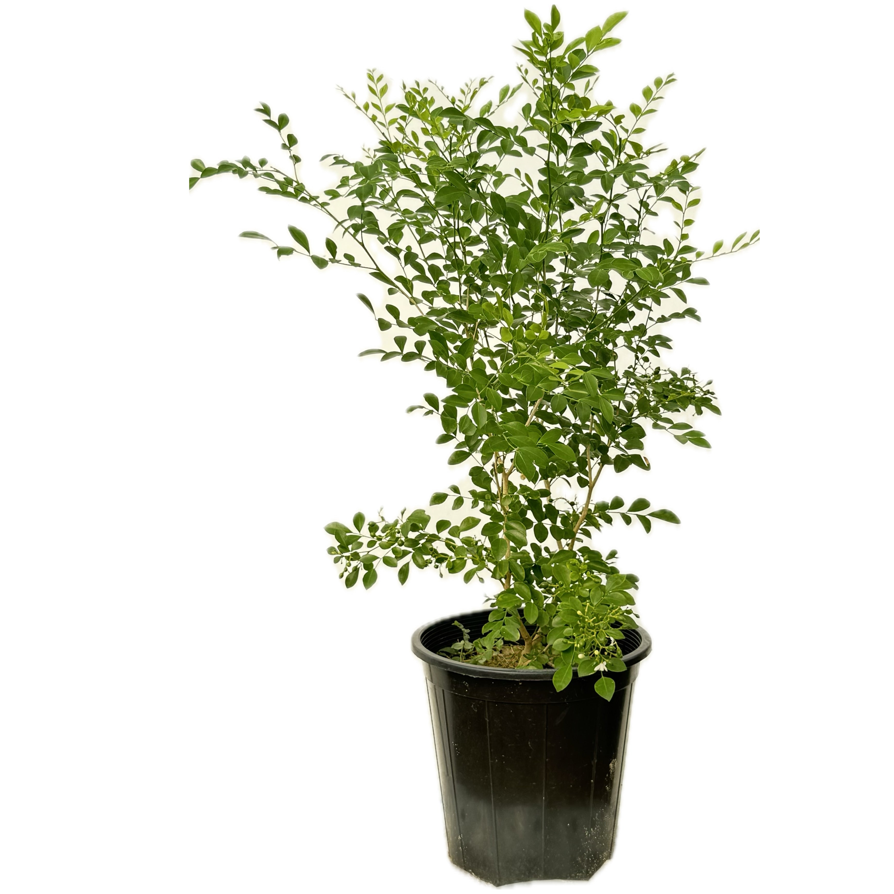 ياسمين مرايا