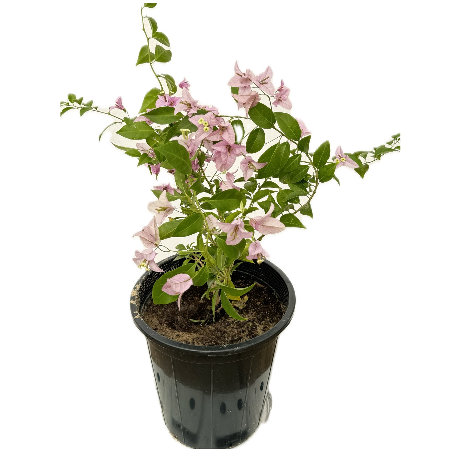 مجنونة بنفسجية