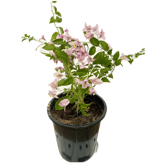 مجنونة بنفسجية