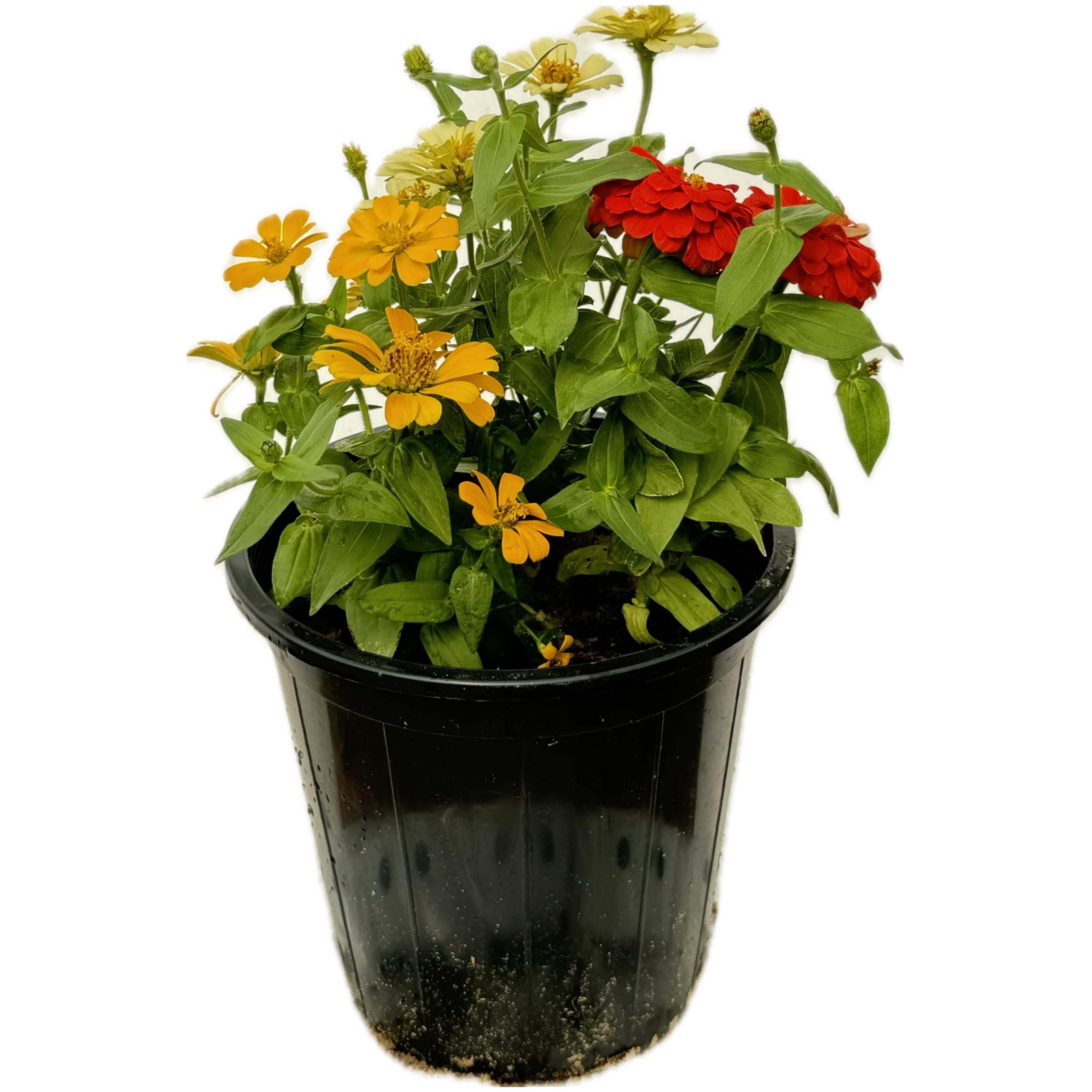 ورد ديدحان مكس