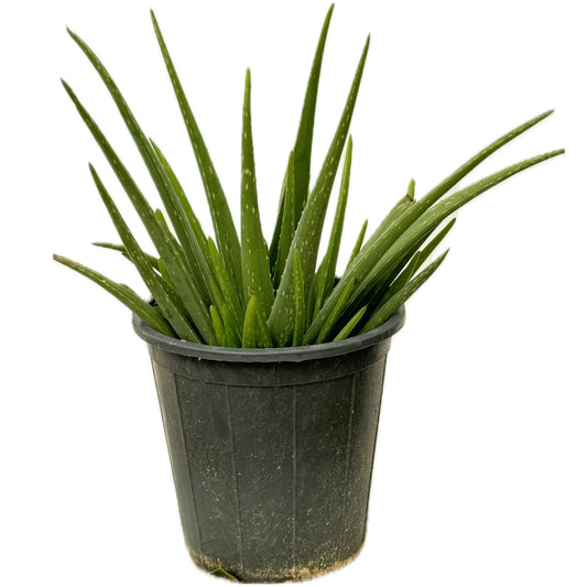 صبار اوليفيرا