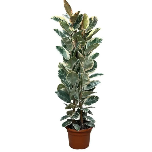 فيكس مطاط مبرغش