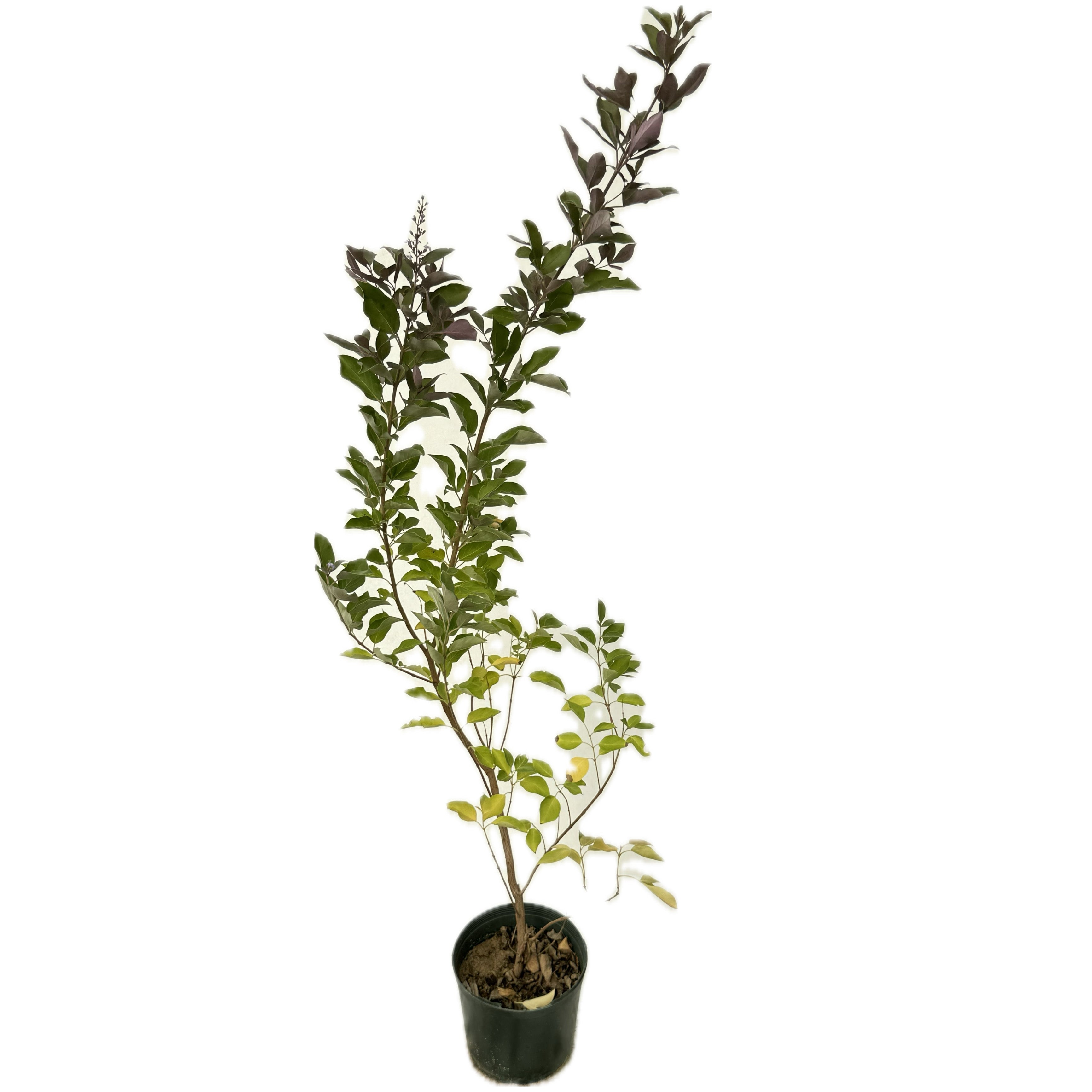 كف مريم ثلاثي بنفسجي