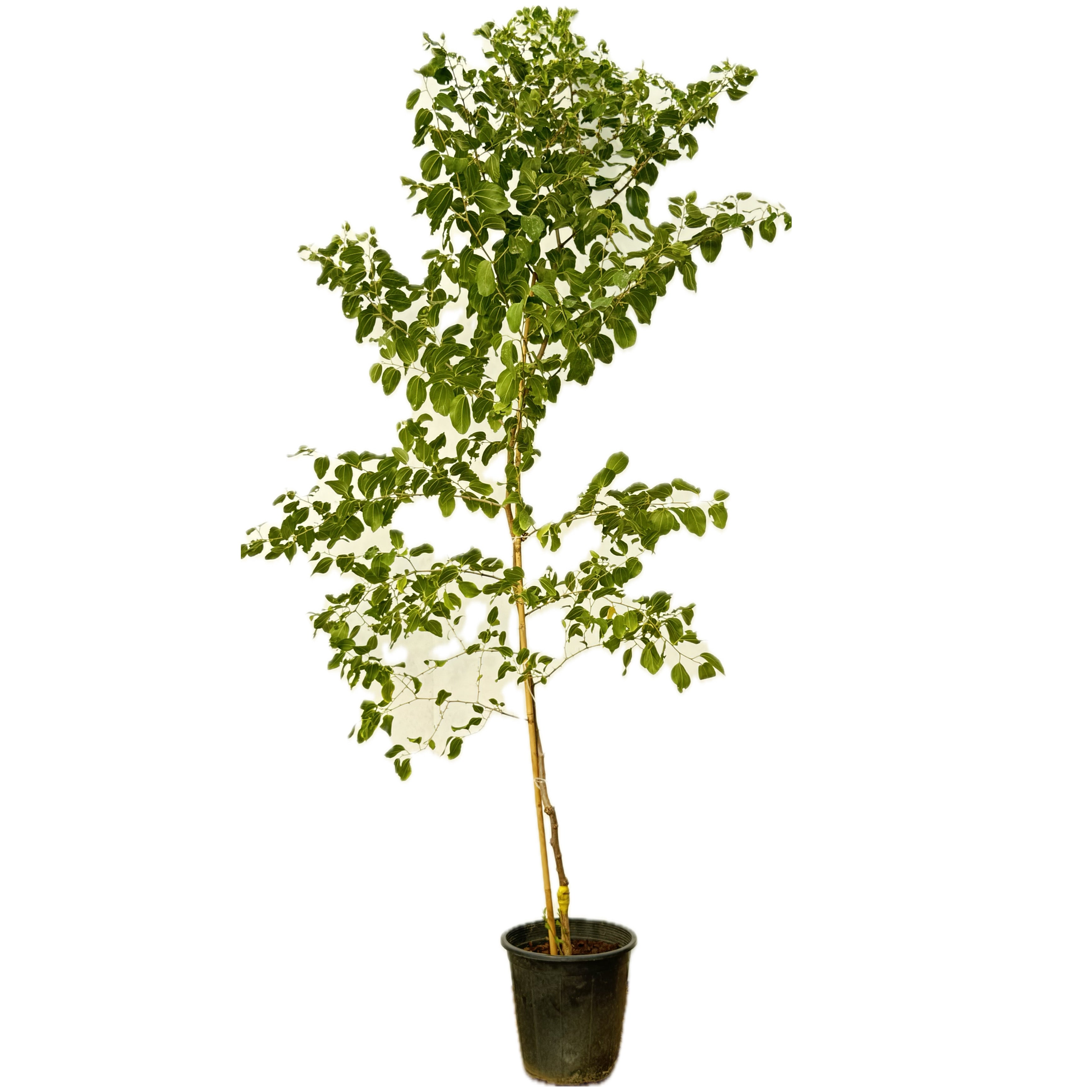 سدر كويتي ممتاز