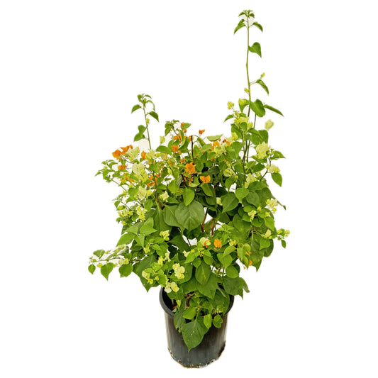 مجنونة مبرغش