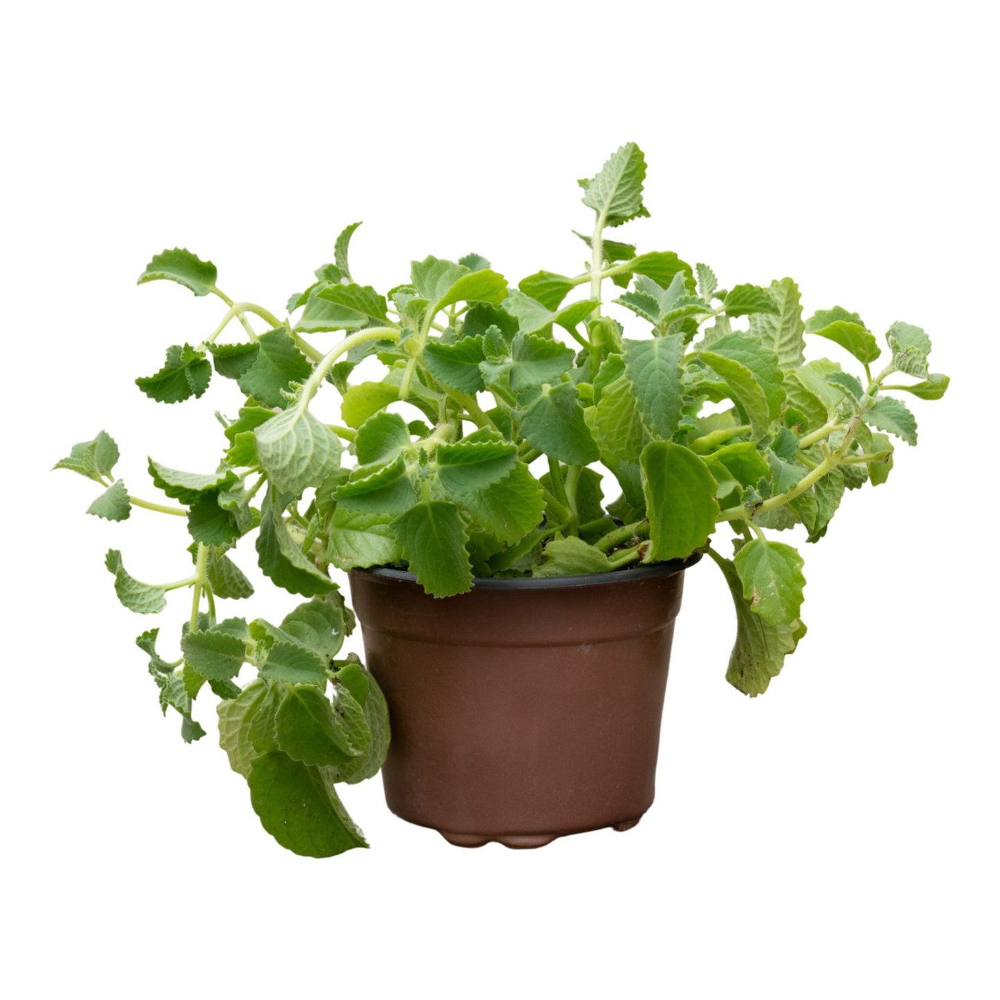 زعتر امريكي