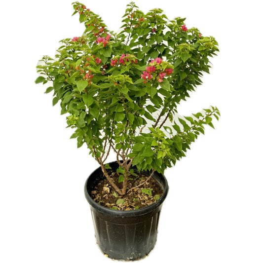 مجنونة قزمية