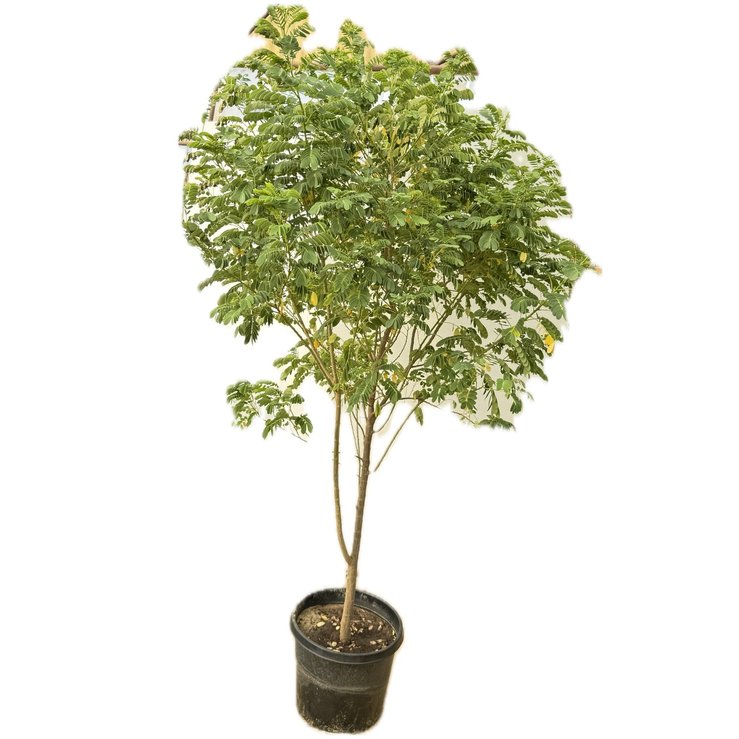 اكاسيا جلوكا كبيرة