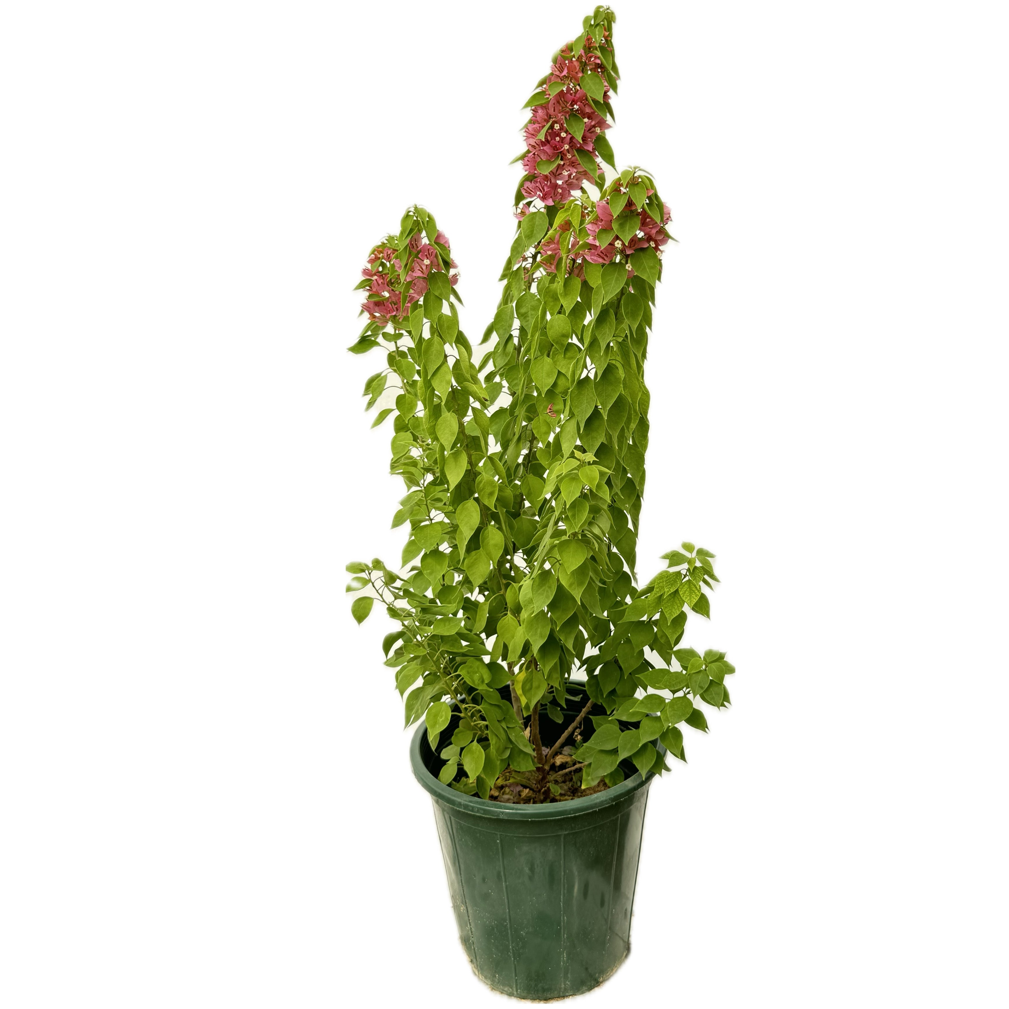 مجنونة قزمية صغير