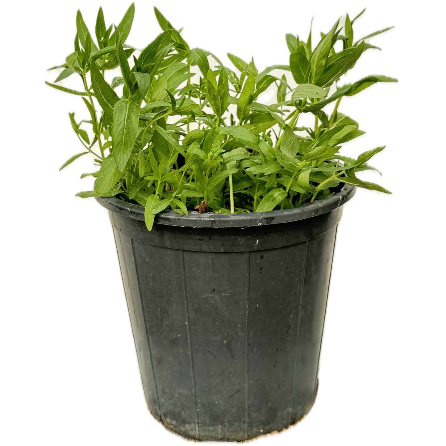 حبق ( نعناع ملكي )