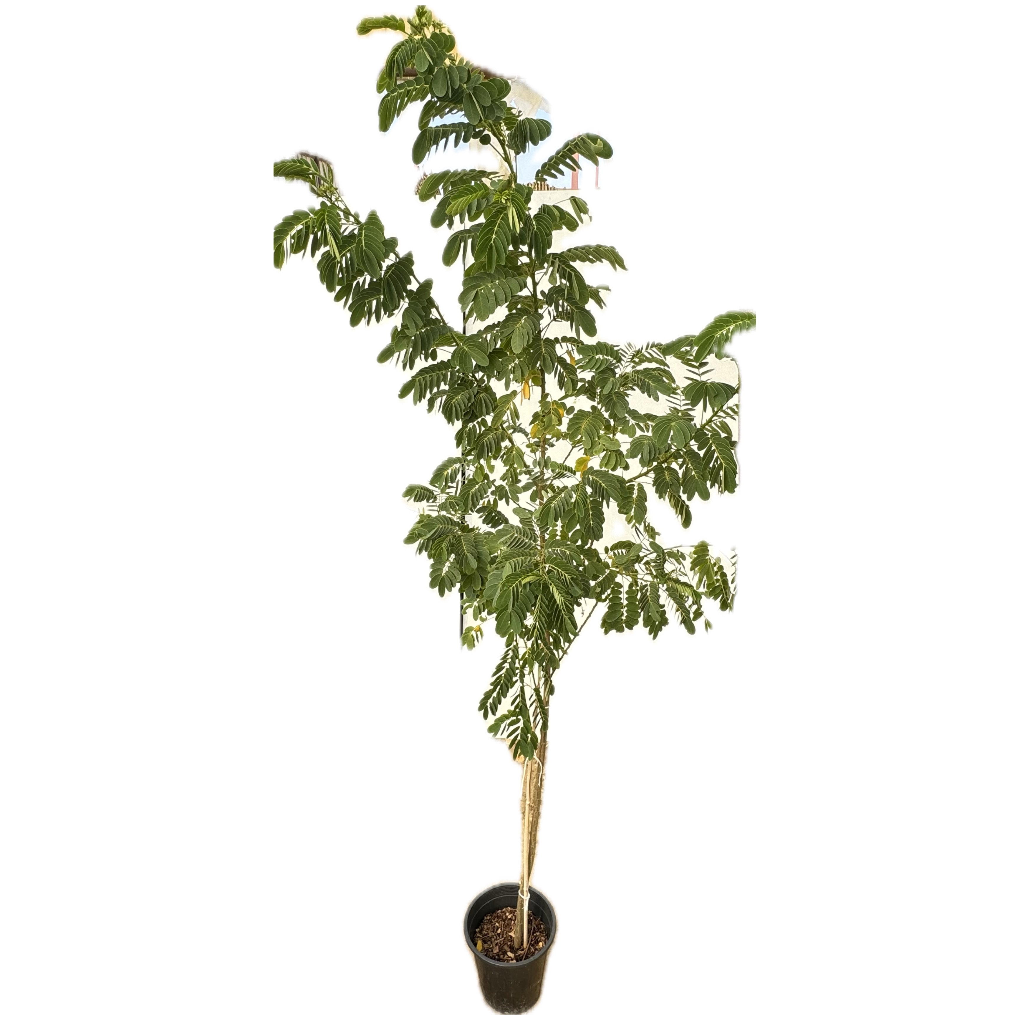 اكاسيا جلوكا