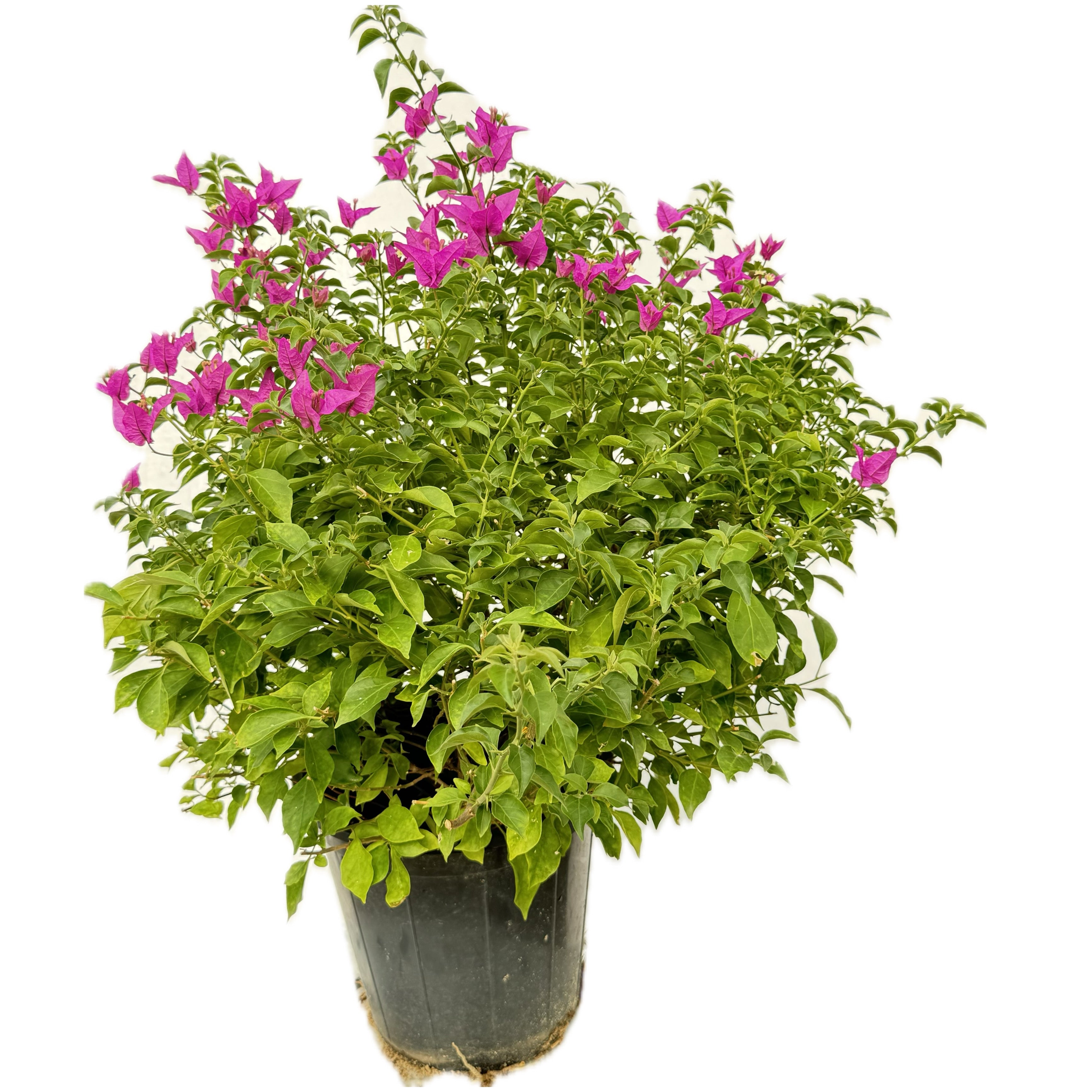 مجنونة تايلندي بنفسجي