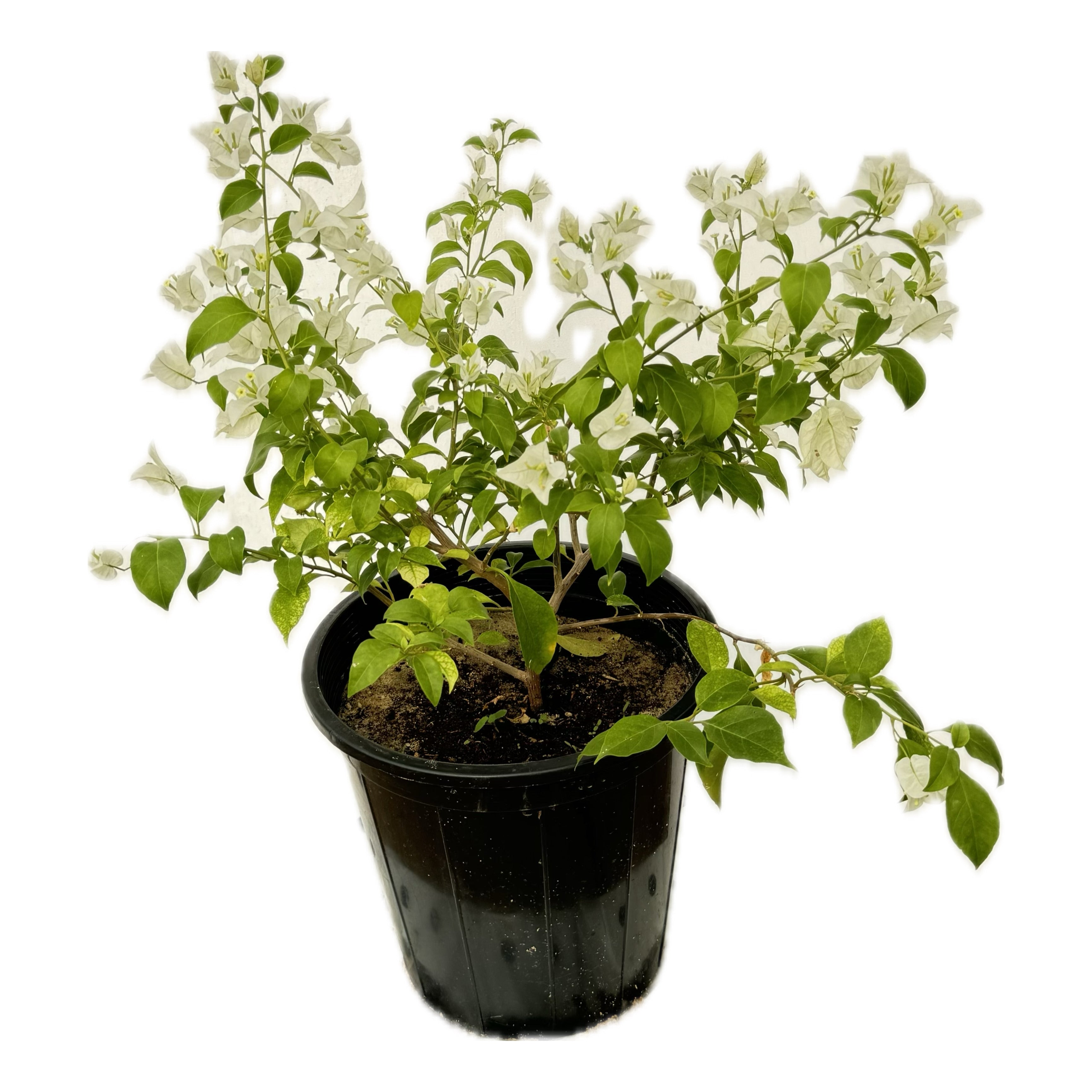 مجنونة لون ابيض