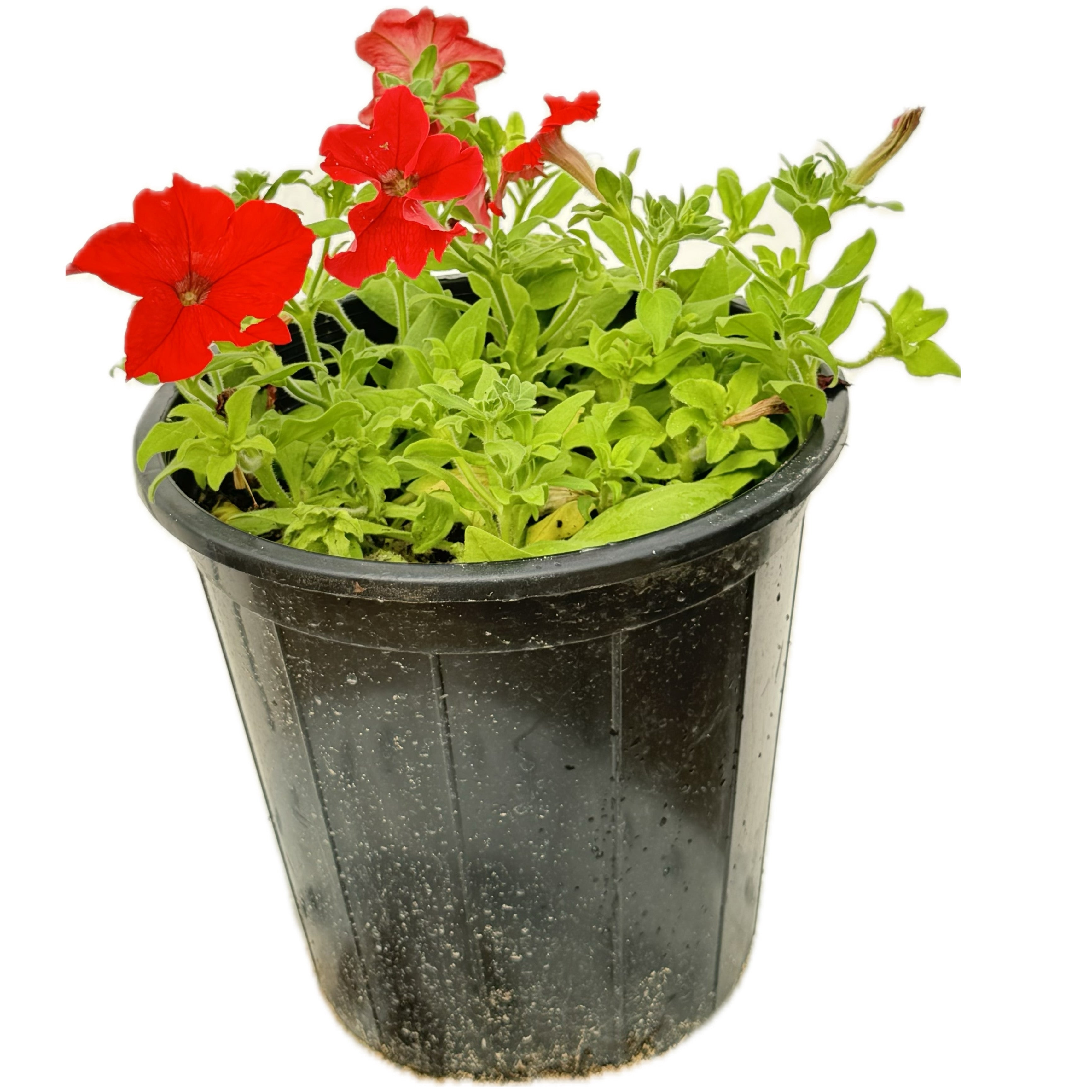 ورد بتونيا احمر