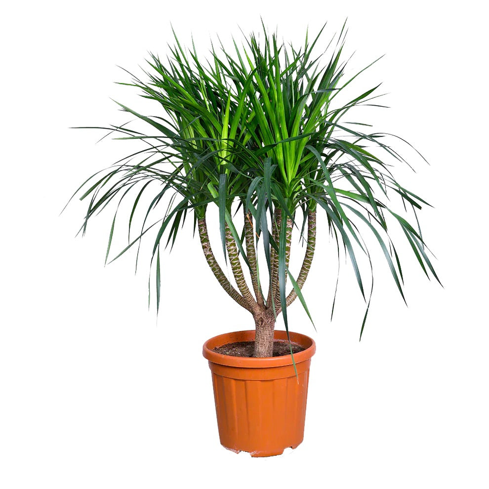 دراسينا دراجون