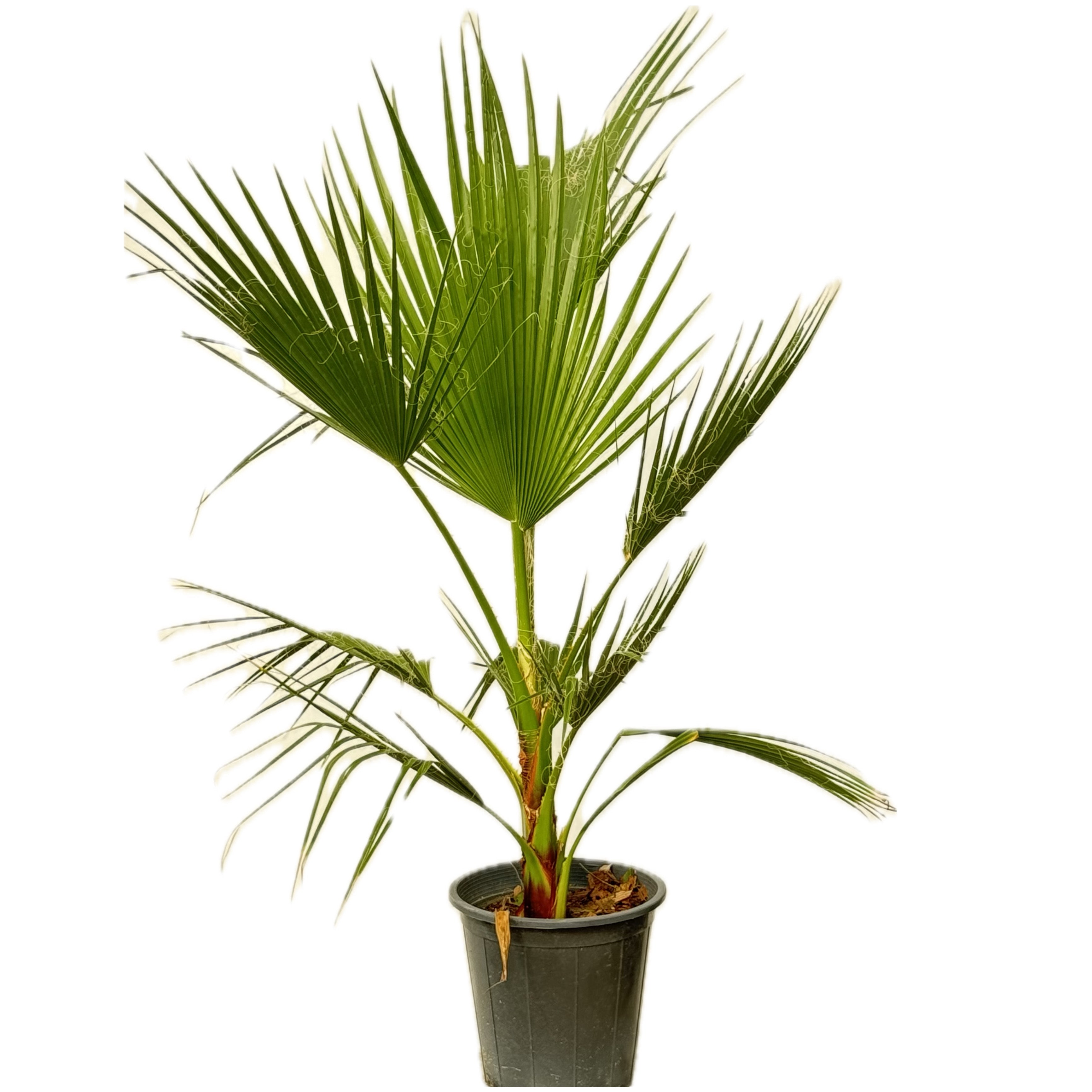 نخيل واشنطونيا