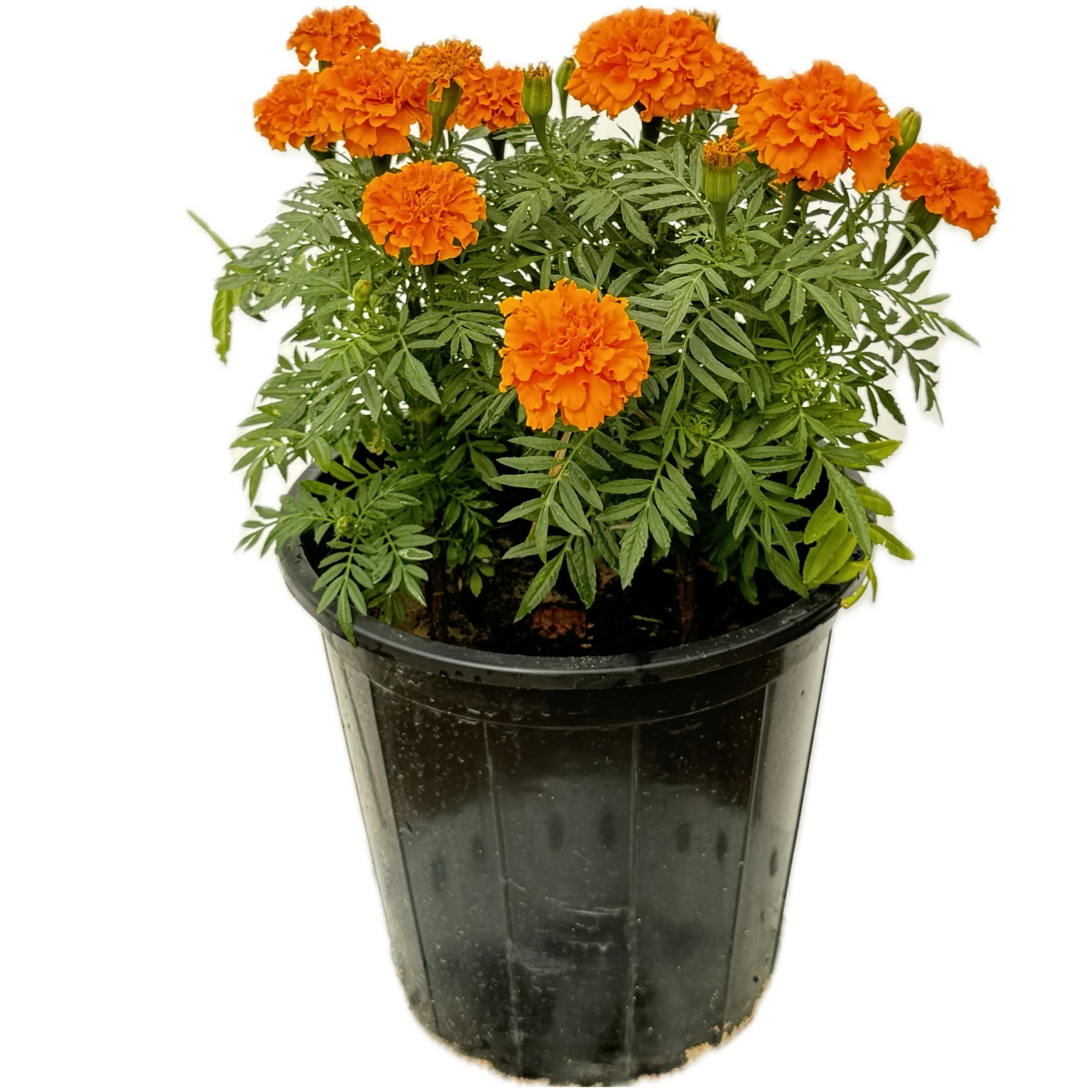 ورد الماري قولد برتقالي