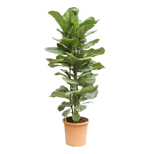 فيكس لاراتا