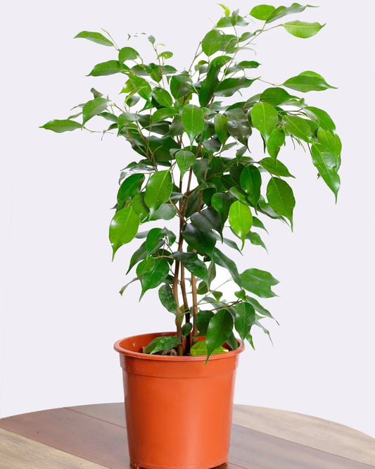 فيكس بينجامين