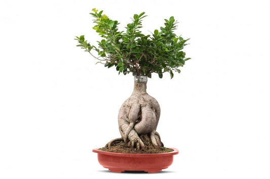 فيكس بونزاي