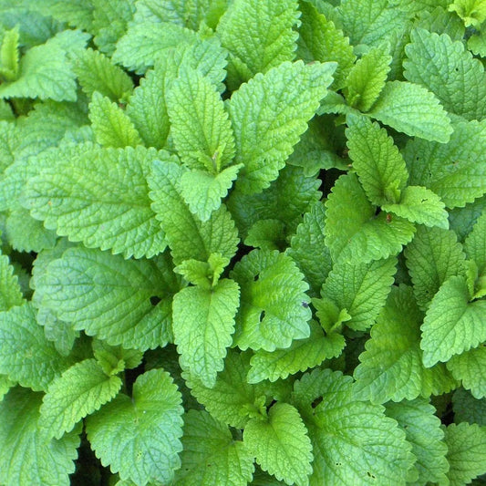 نعناع ليموني