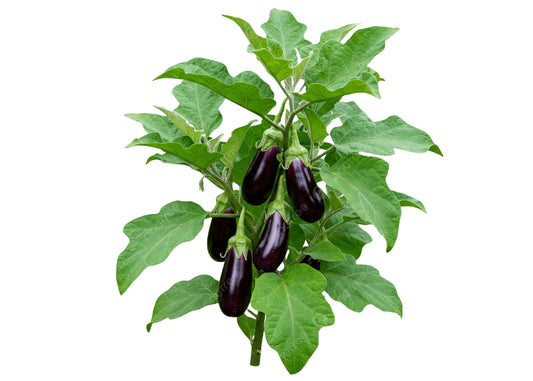 شتلة باذنجان