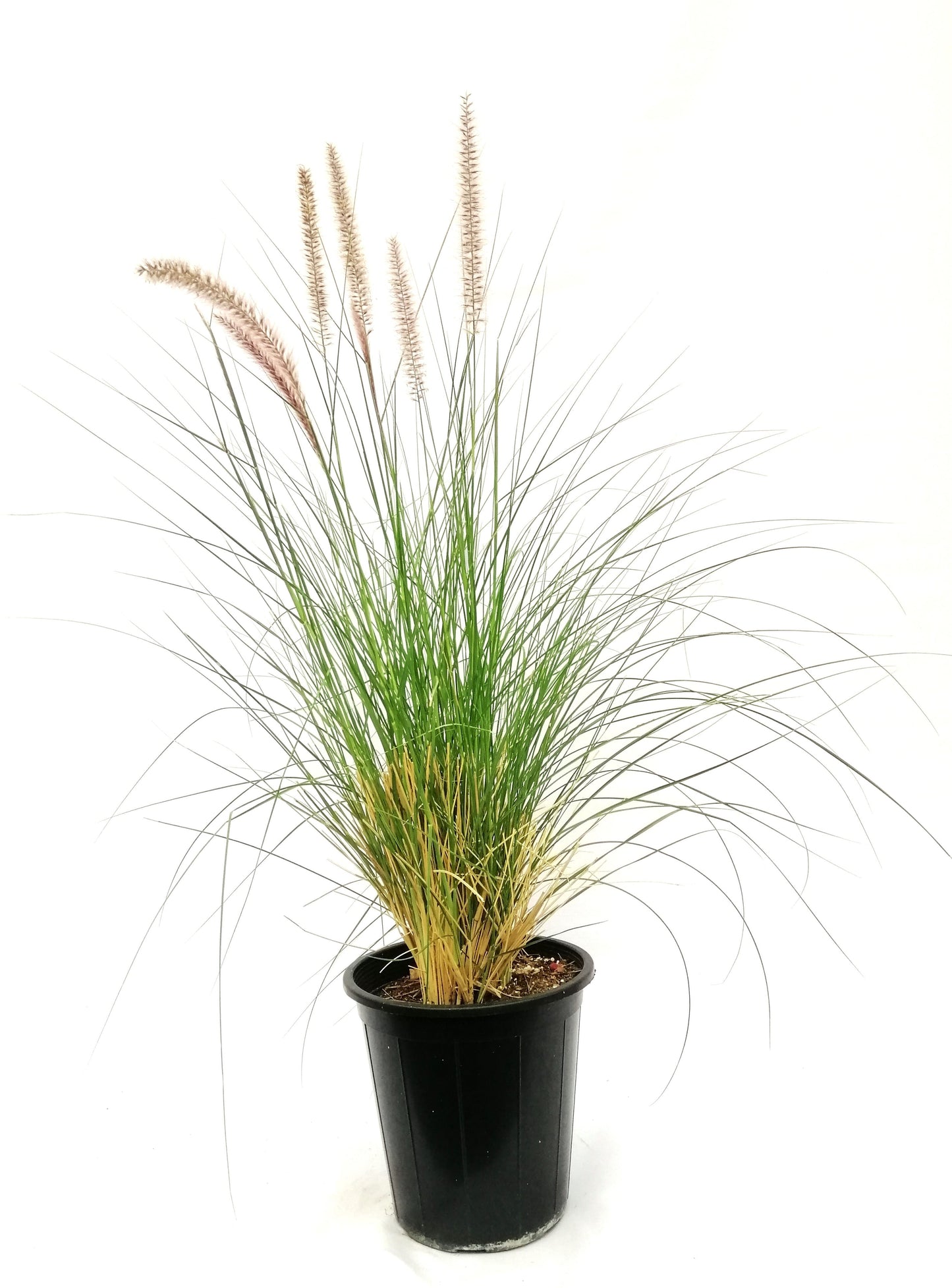 نبات الحلفة