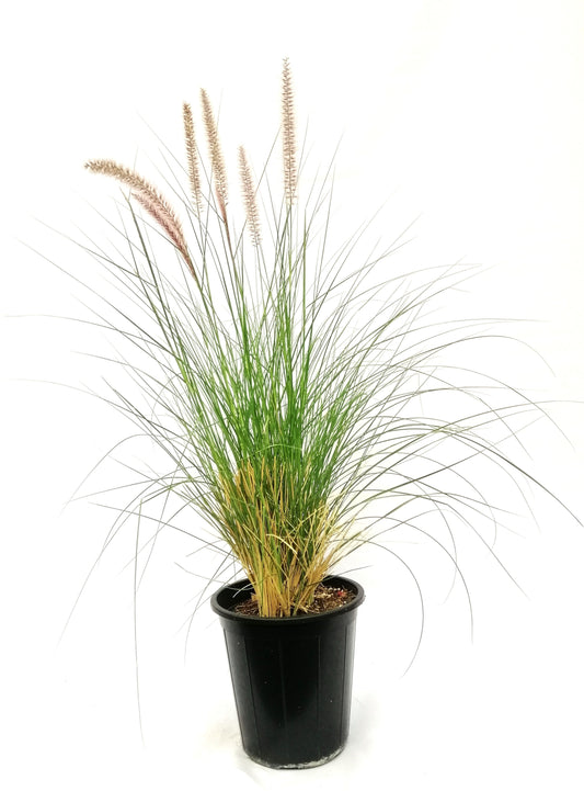 نبات الحلفة