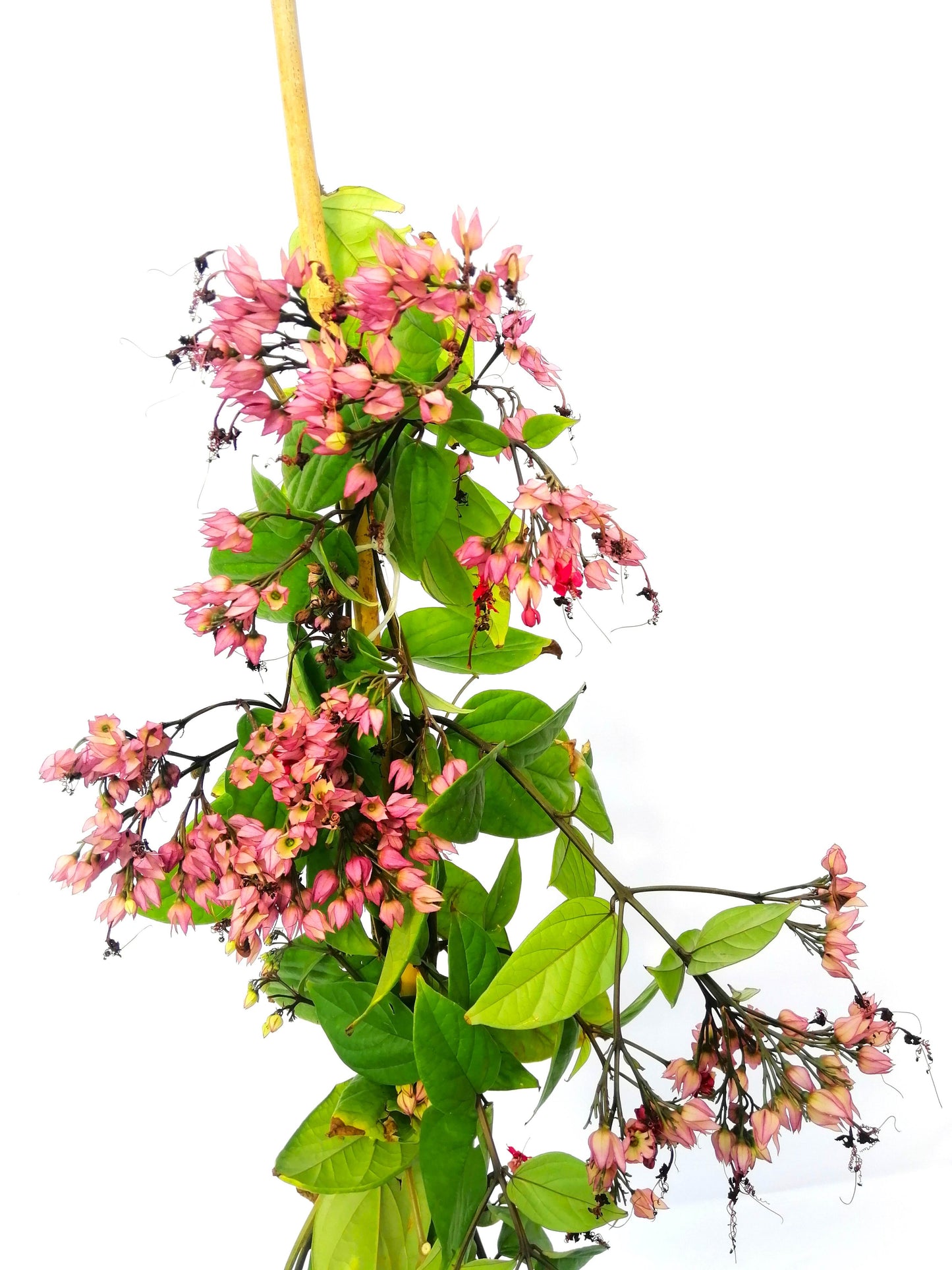 طربوش الملك