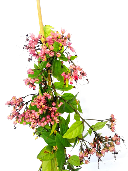 طربوش الملك