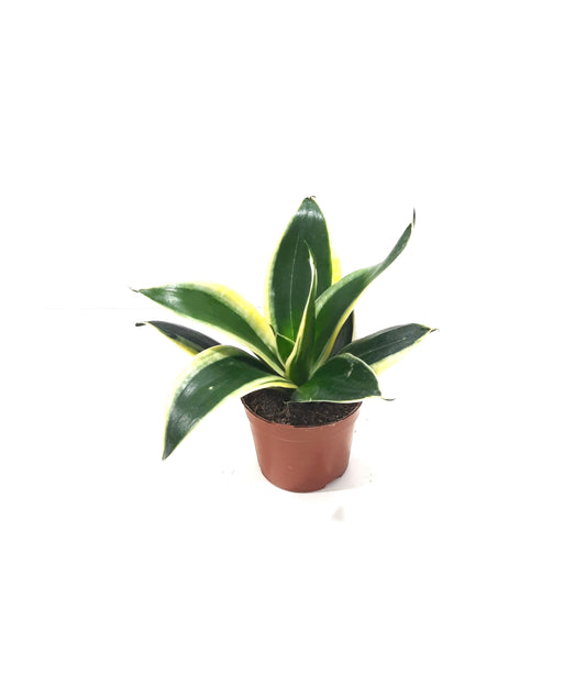 جلد النمر صغير