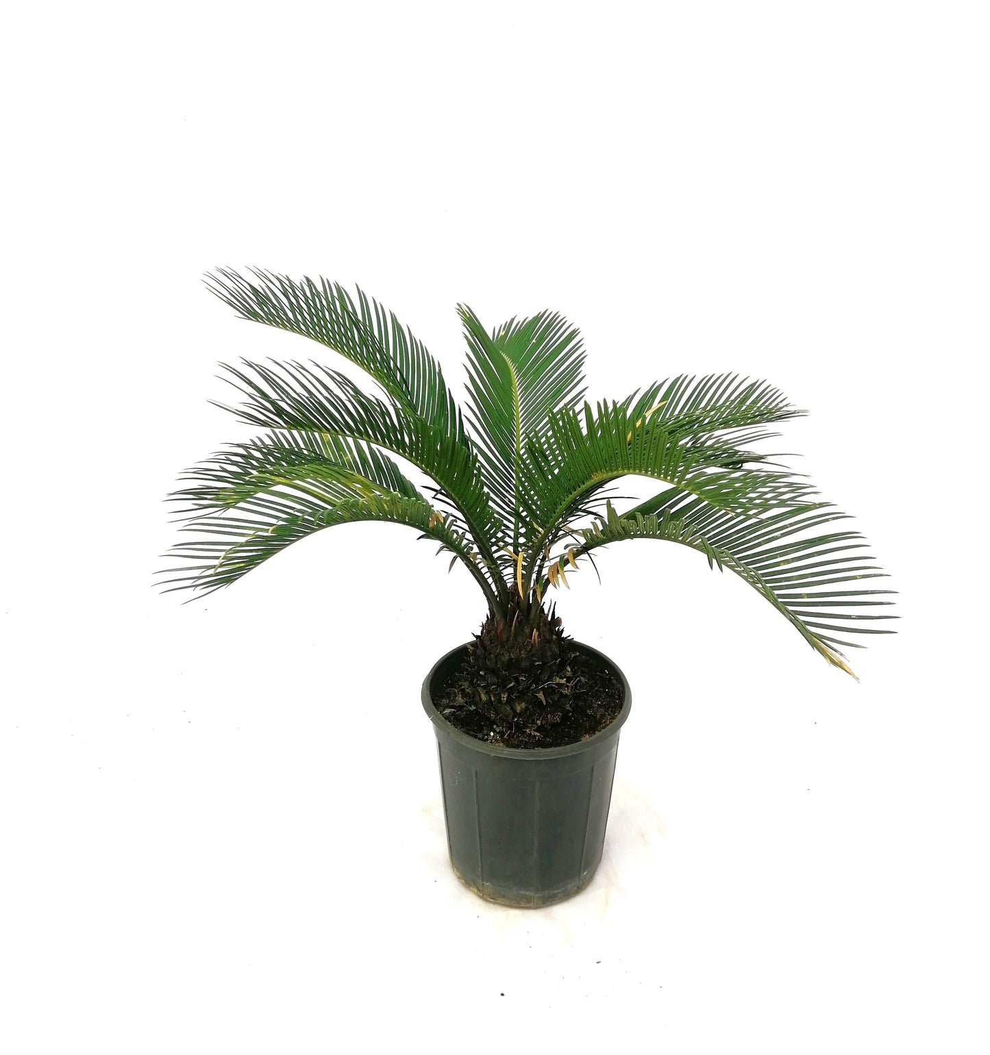 نخيل السايكس